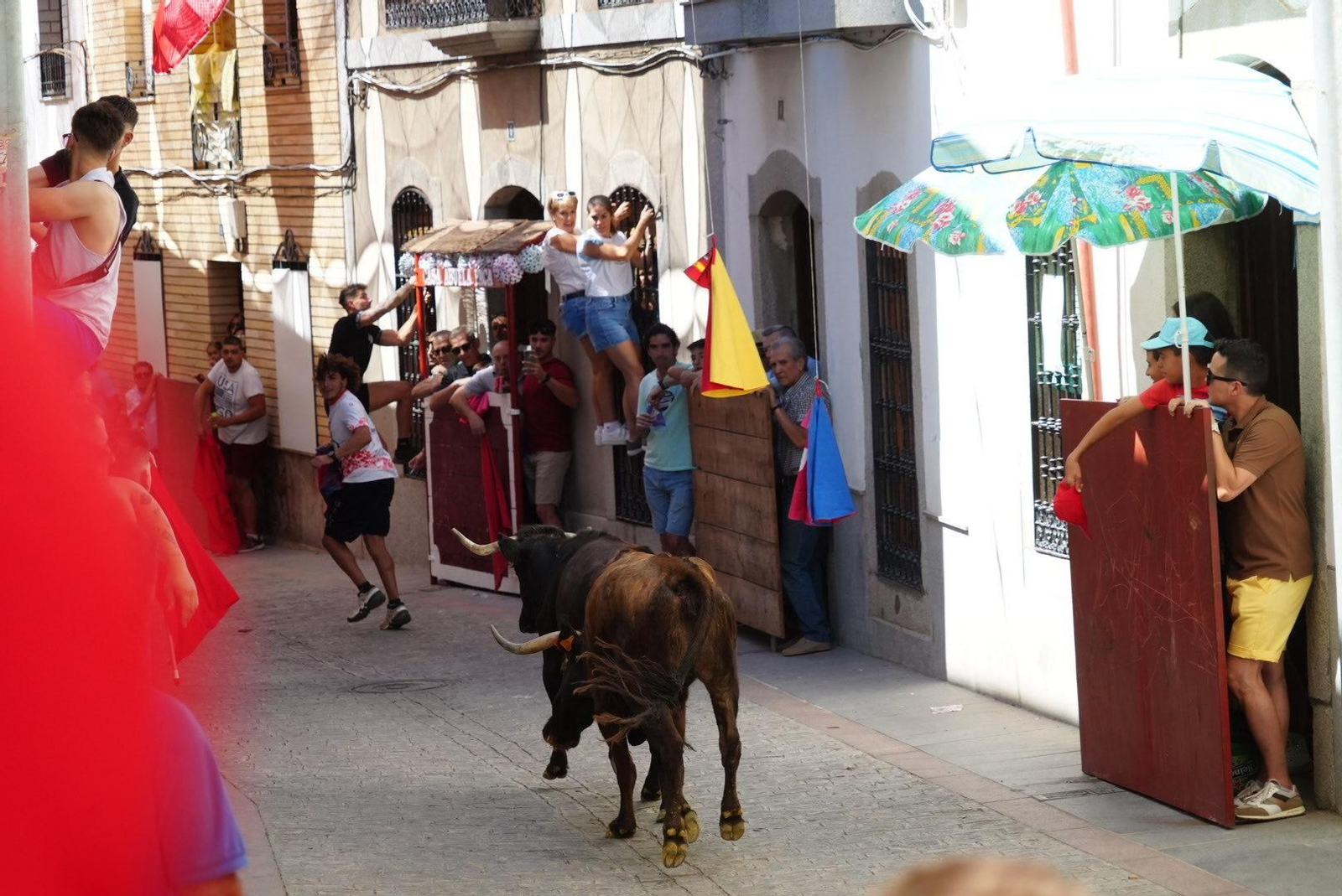 El primer encierro de vaquillas en El Viso, en imágenes