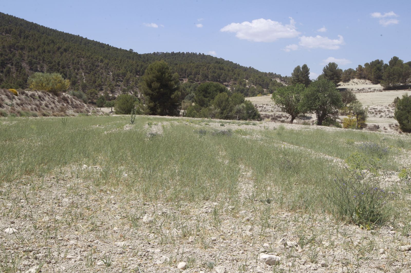Imágenes de la sequía que golpea con dureza la producción de cereal en Los Vélez