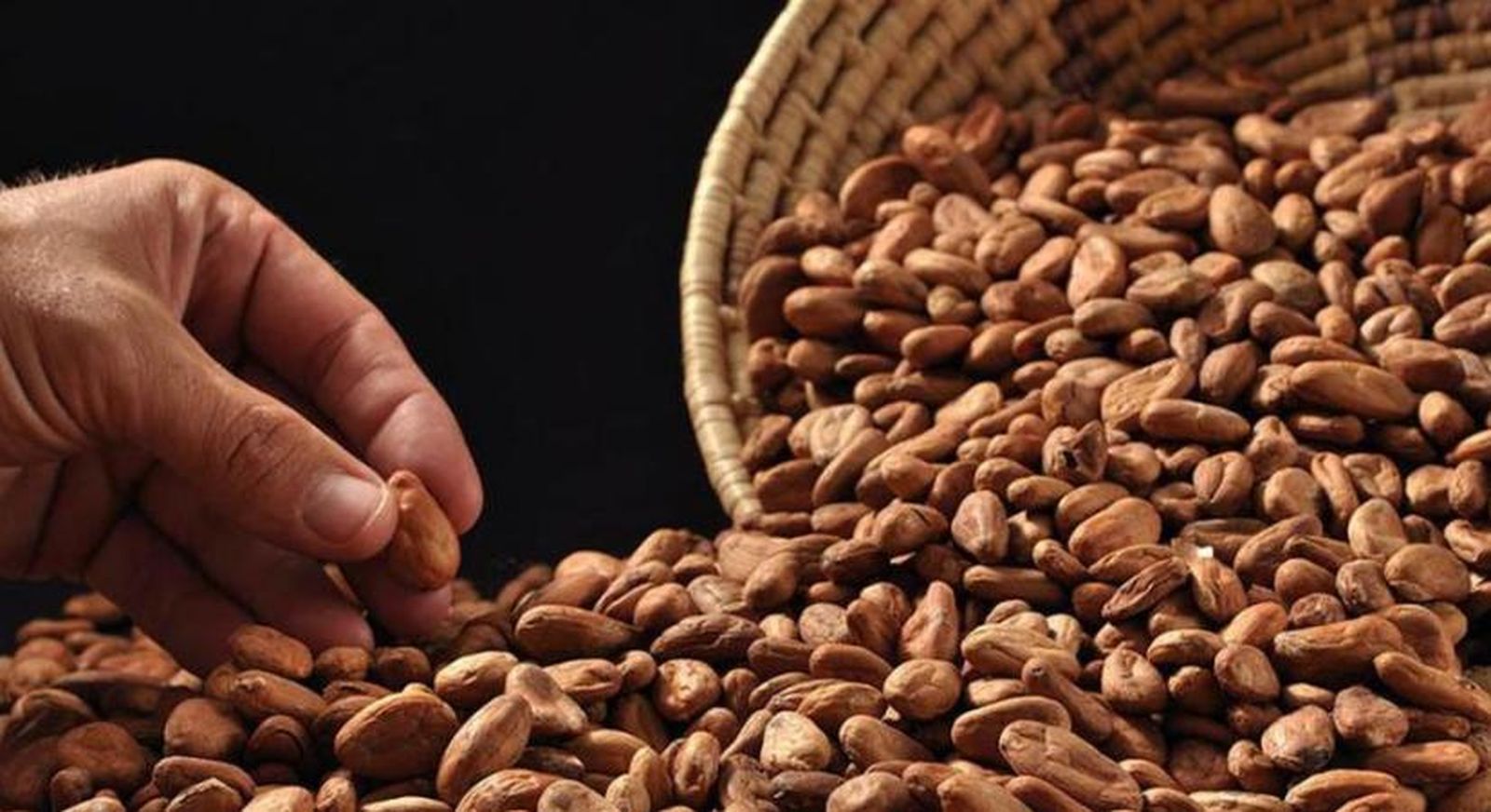 Granos de cacao nicaragüense