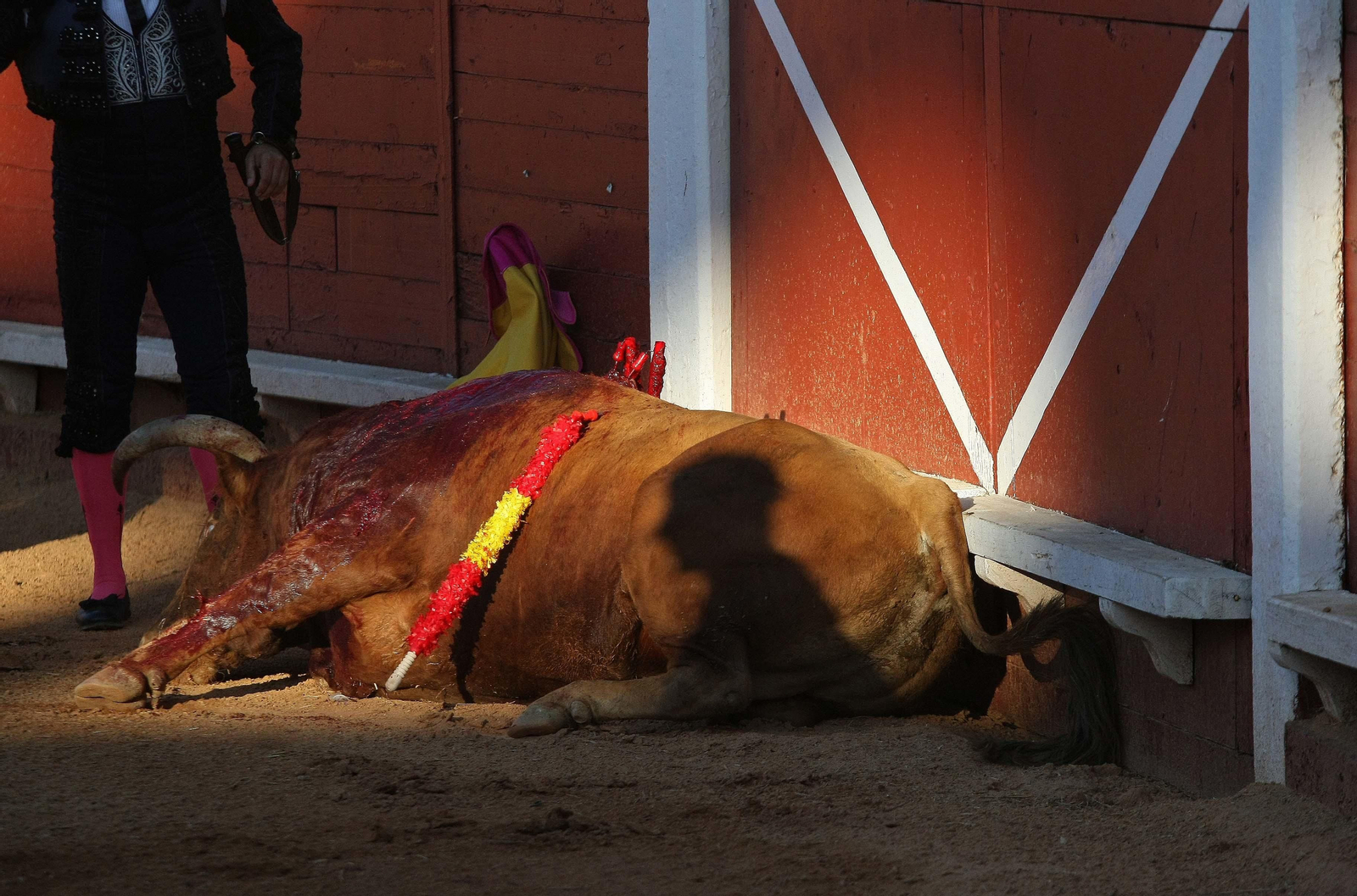 Las imágenes de la reaparición de José Tomás en Algeciras