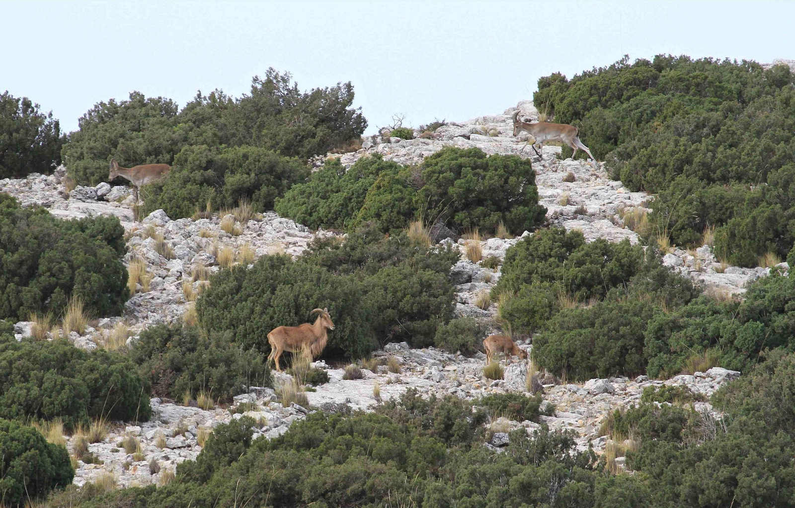 Uno de los ejemplares de arruí.