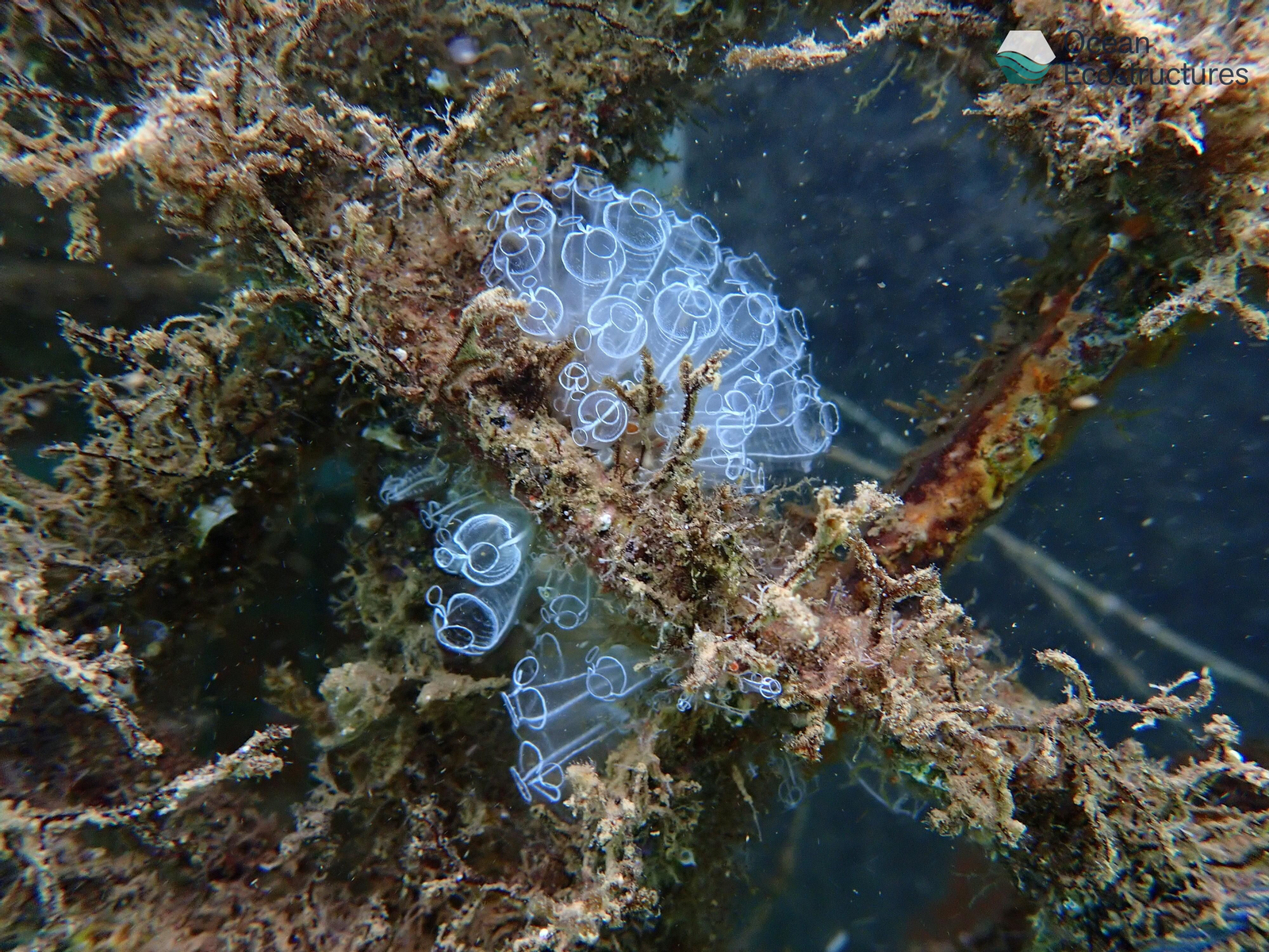 Puerto Banús, primer puerto andaluz que instala un innovador sistema de regeneración de biodiversidad marina Puerto Banús, primer puerto andaluz que instala un innovador sistema de regeneración de biodiversidad marina