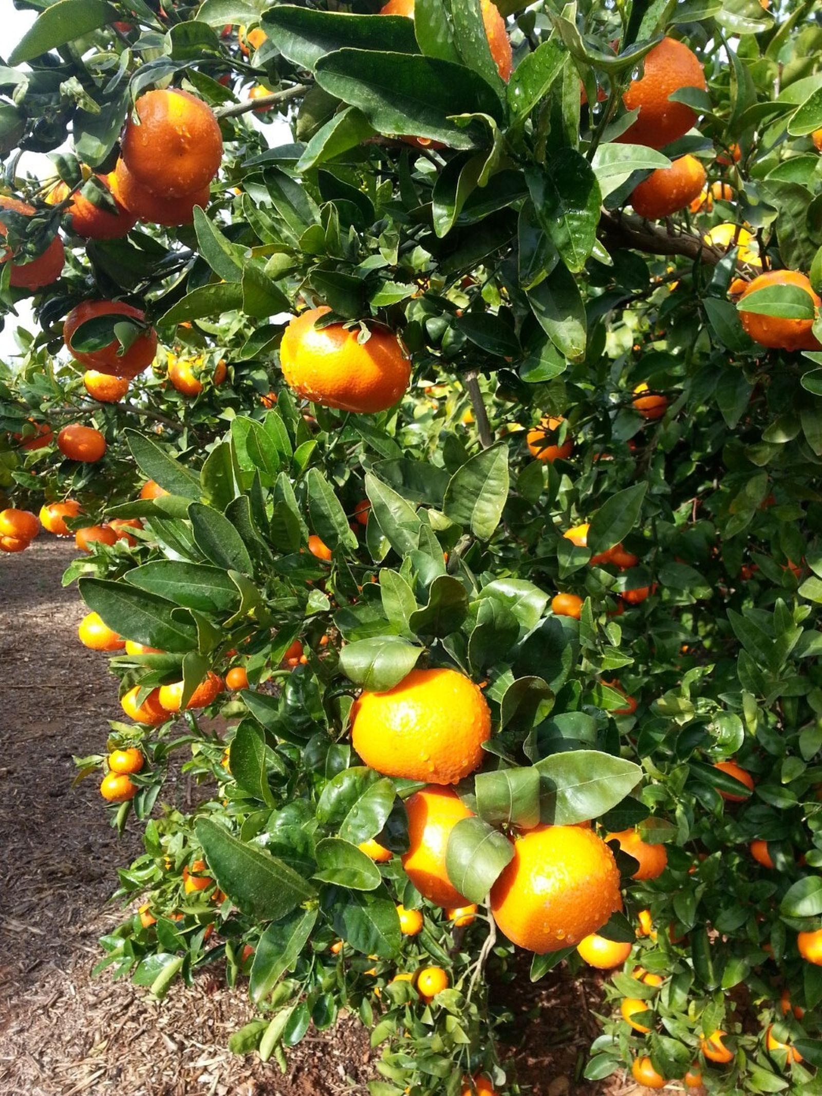 Carrefour apuesta por comercializar la mandarina nacional.