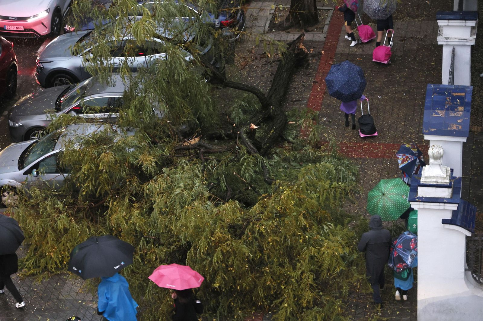 Un árbol de grandes dimensiones, derribado por el viento en Sevilla capital.
