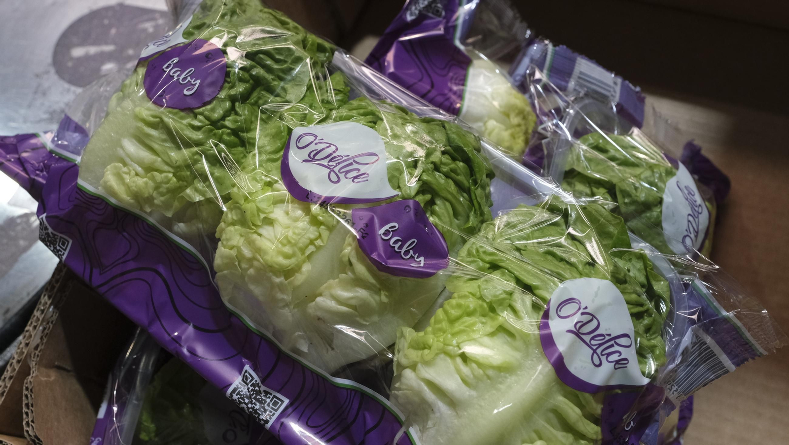 Desde Cuevas del Almanzora para el resto del mundo, las mejores escarolas con Cuadraspania, en imágenes