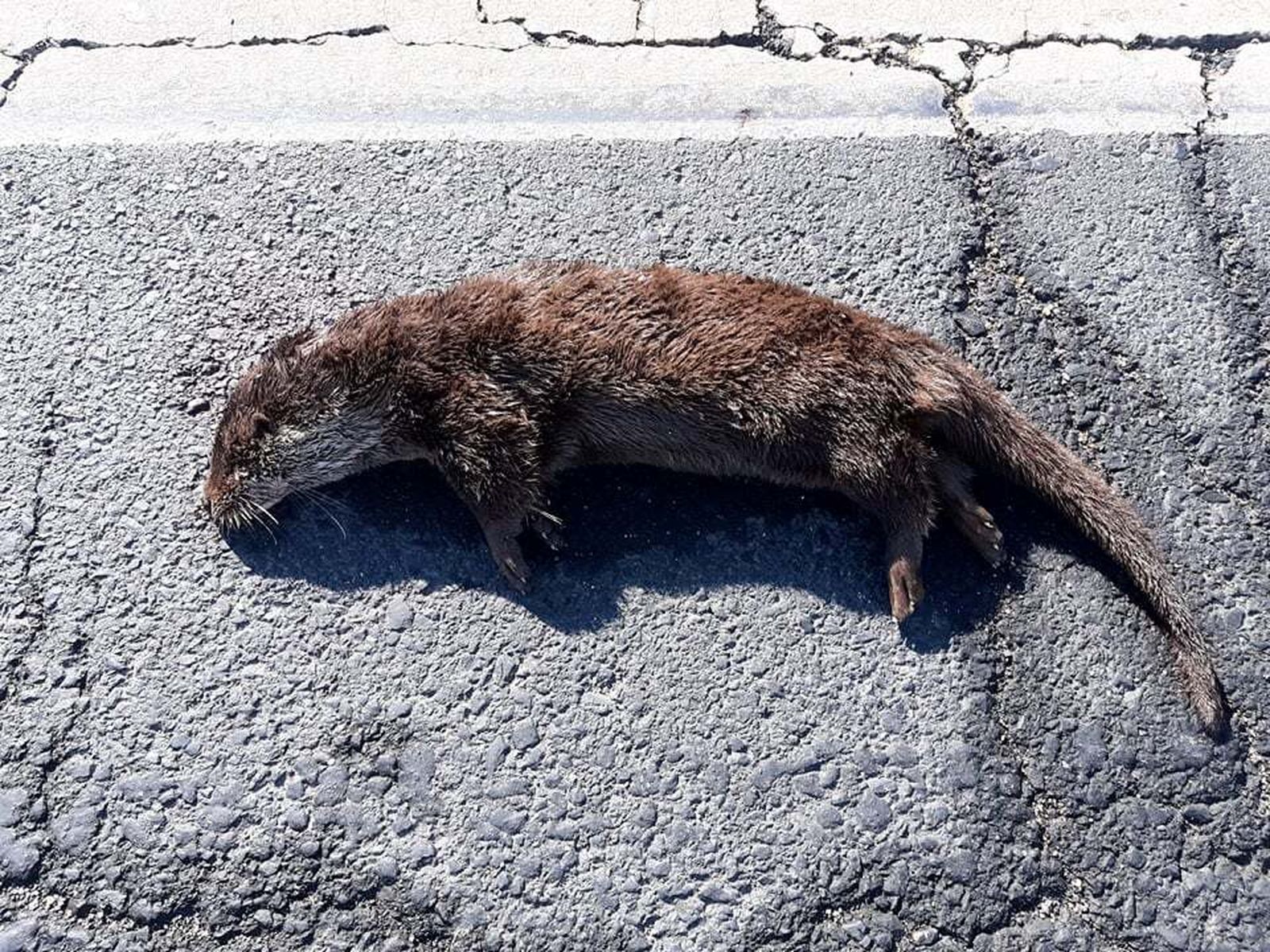 El animal atropellado en la carretera que une Huelva con Mazagón.