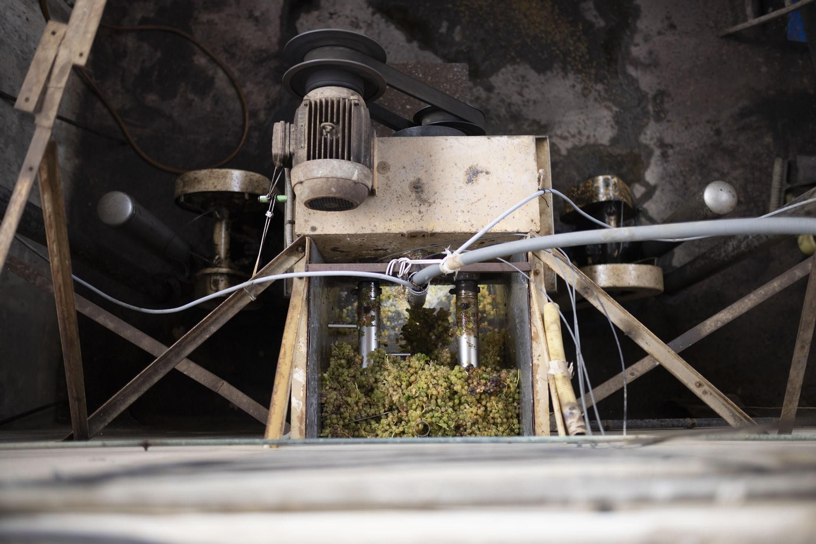 Imágenes de la vendimia en el Condado de Huelva