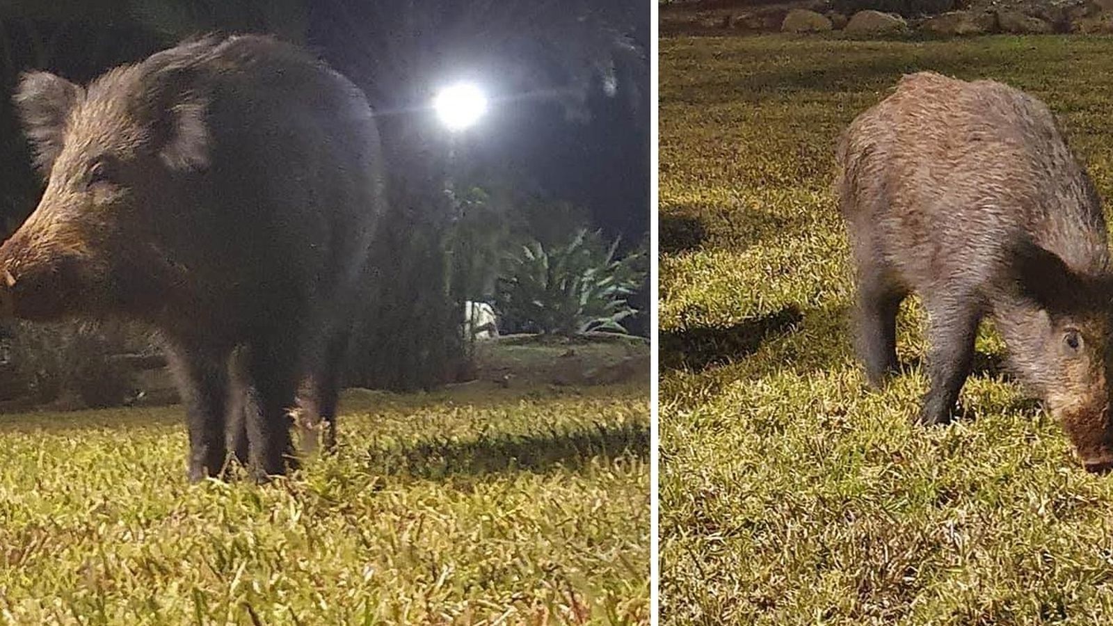 Los jabalíes fueron fotografiados por los viandantes