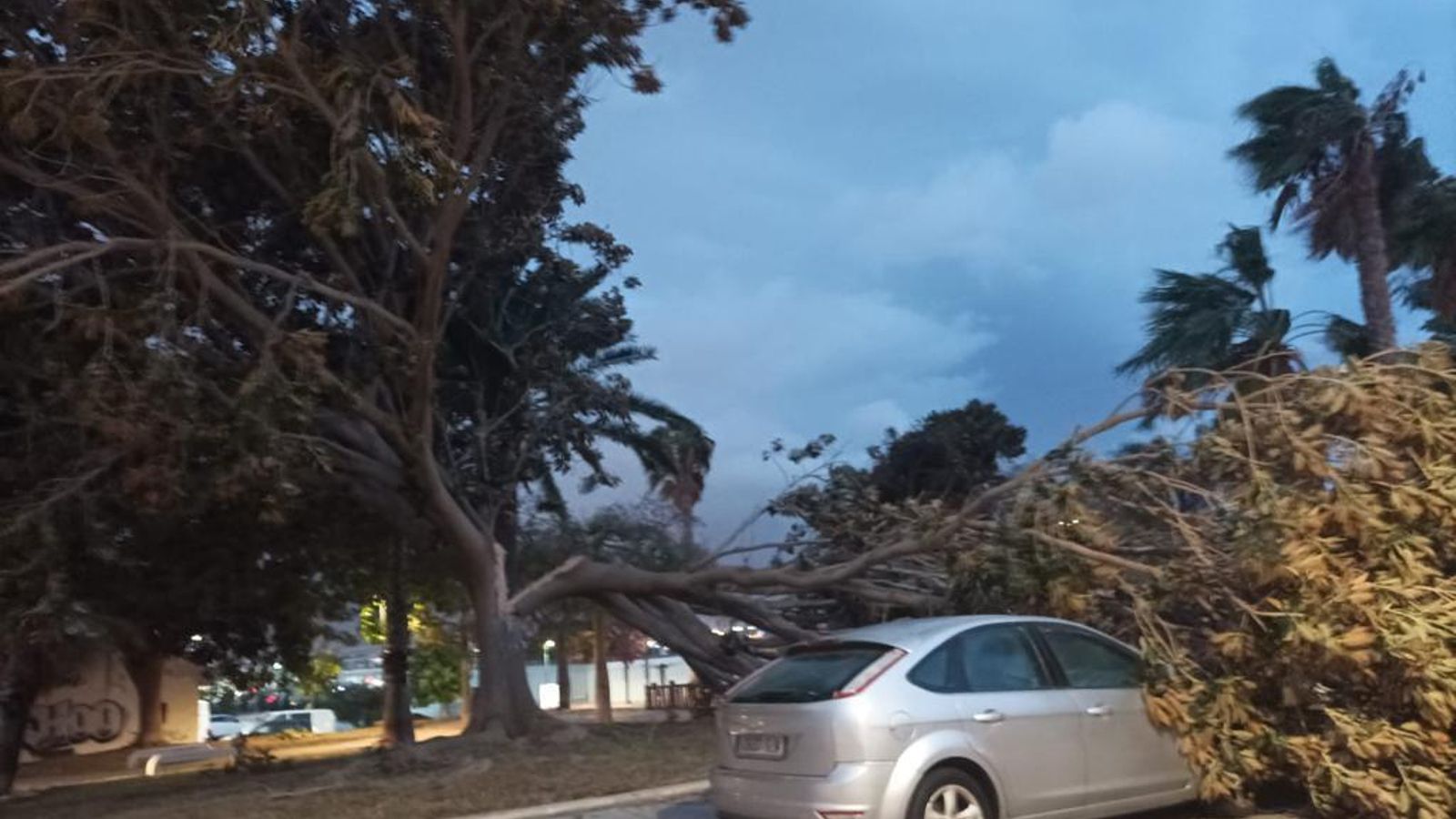 Una rama de un árbol cae en el distrito de Churriana sobre un coche.