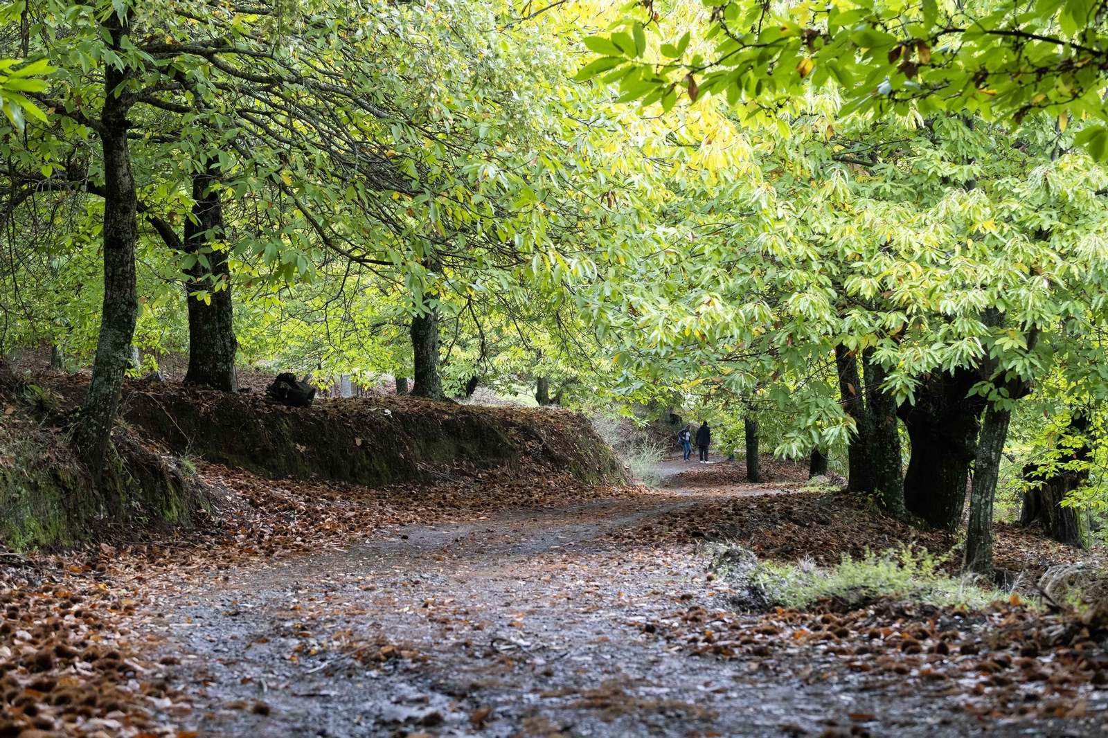 El Bosque de Cobre del Valle del Genal, en fotos