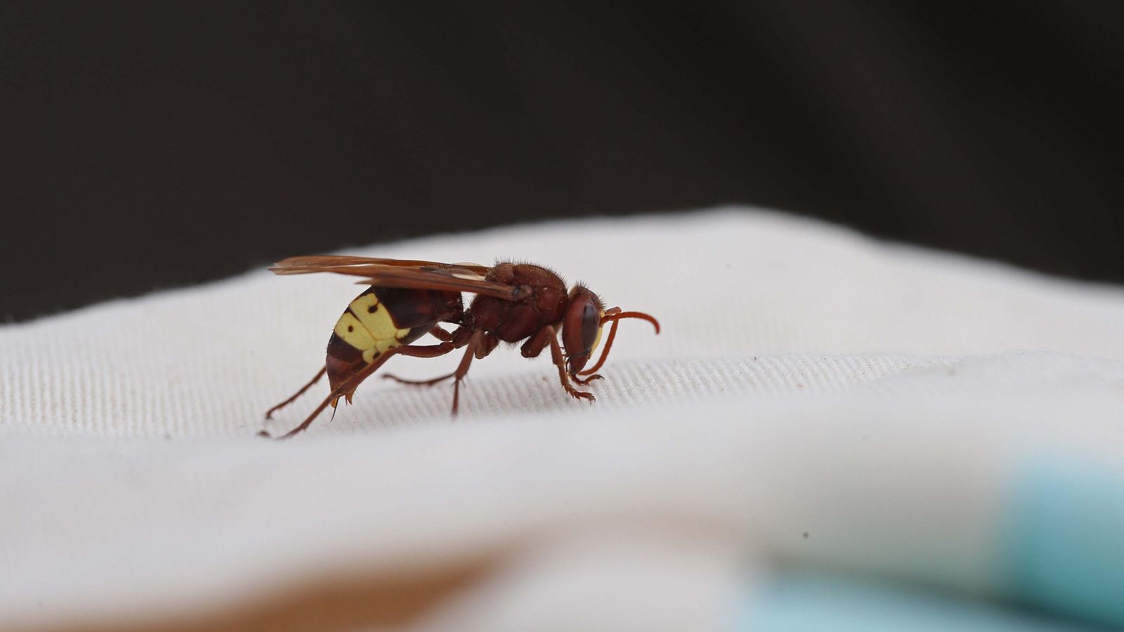 El peligroso avispón oriental.