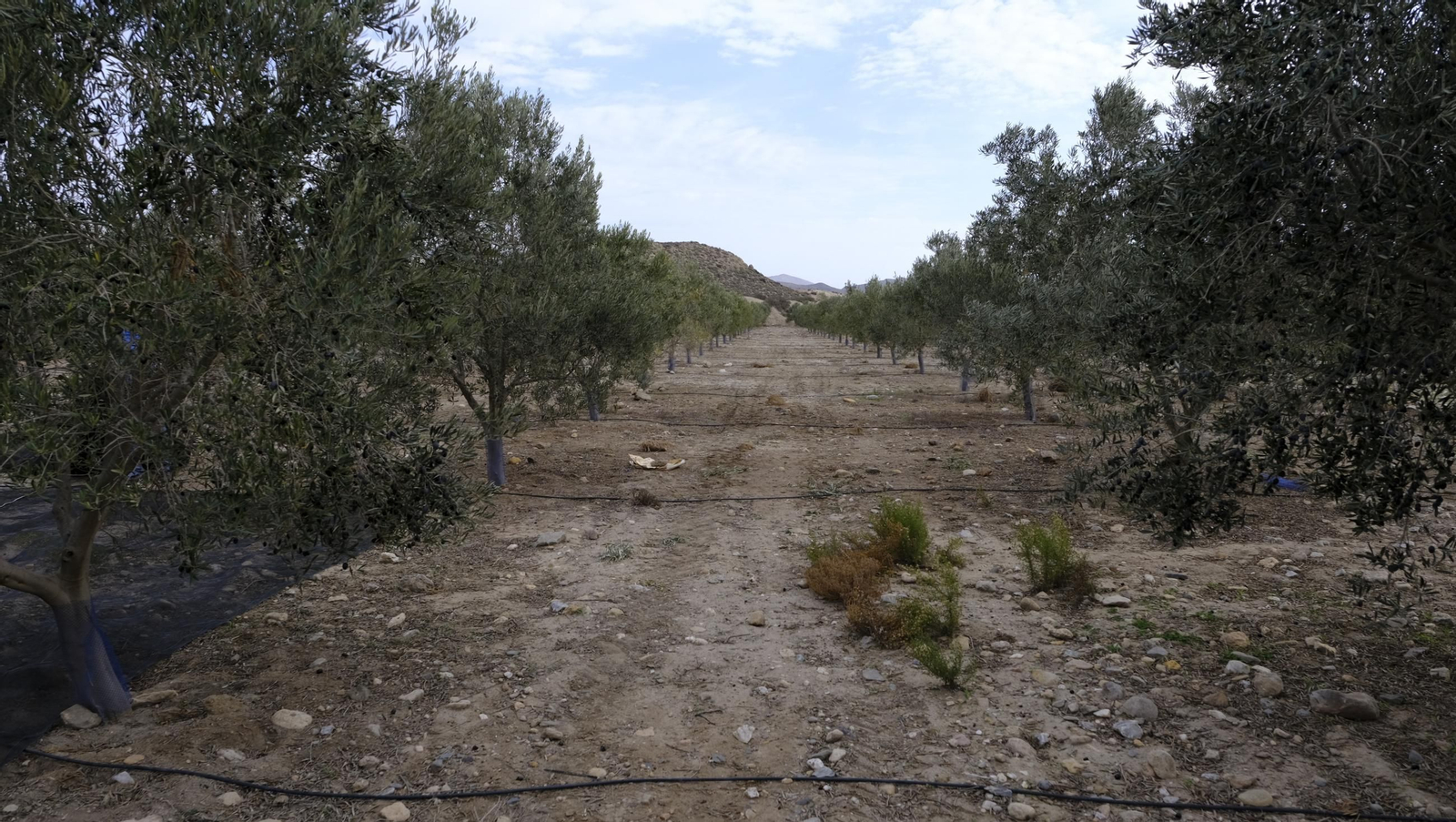 Época de recogida de aceitunas, en imágenes