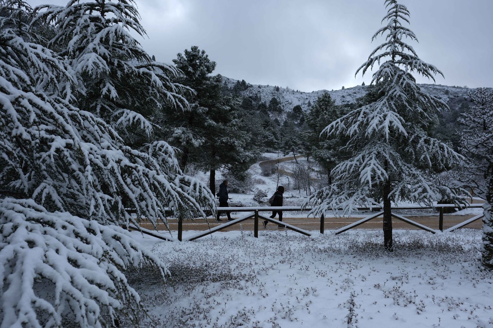 La nieve tiñe de blanco la Serranía de Ronda