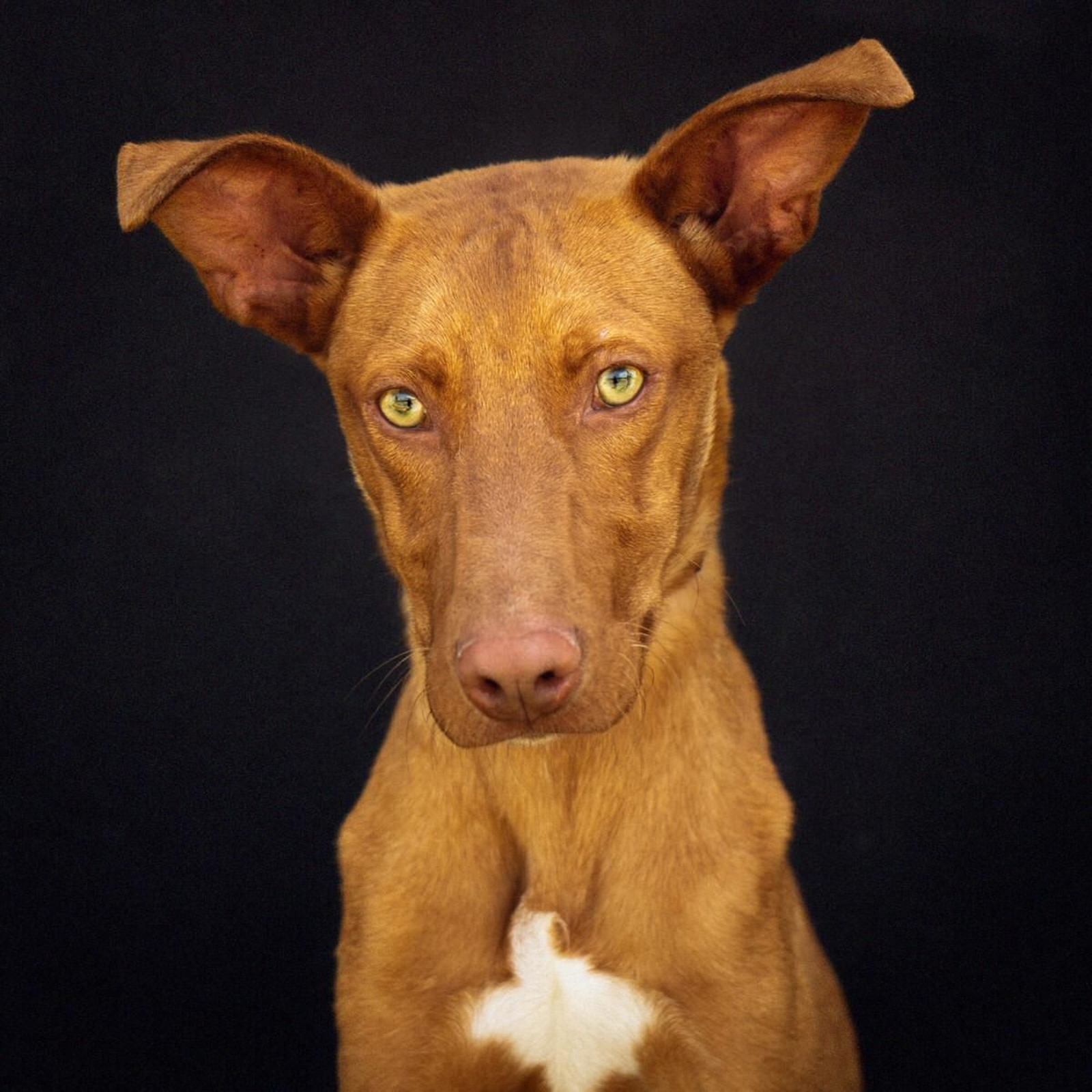 Kale, el podenco que busca familia