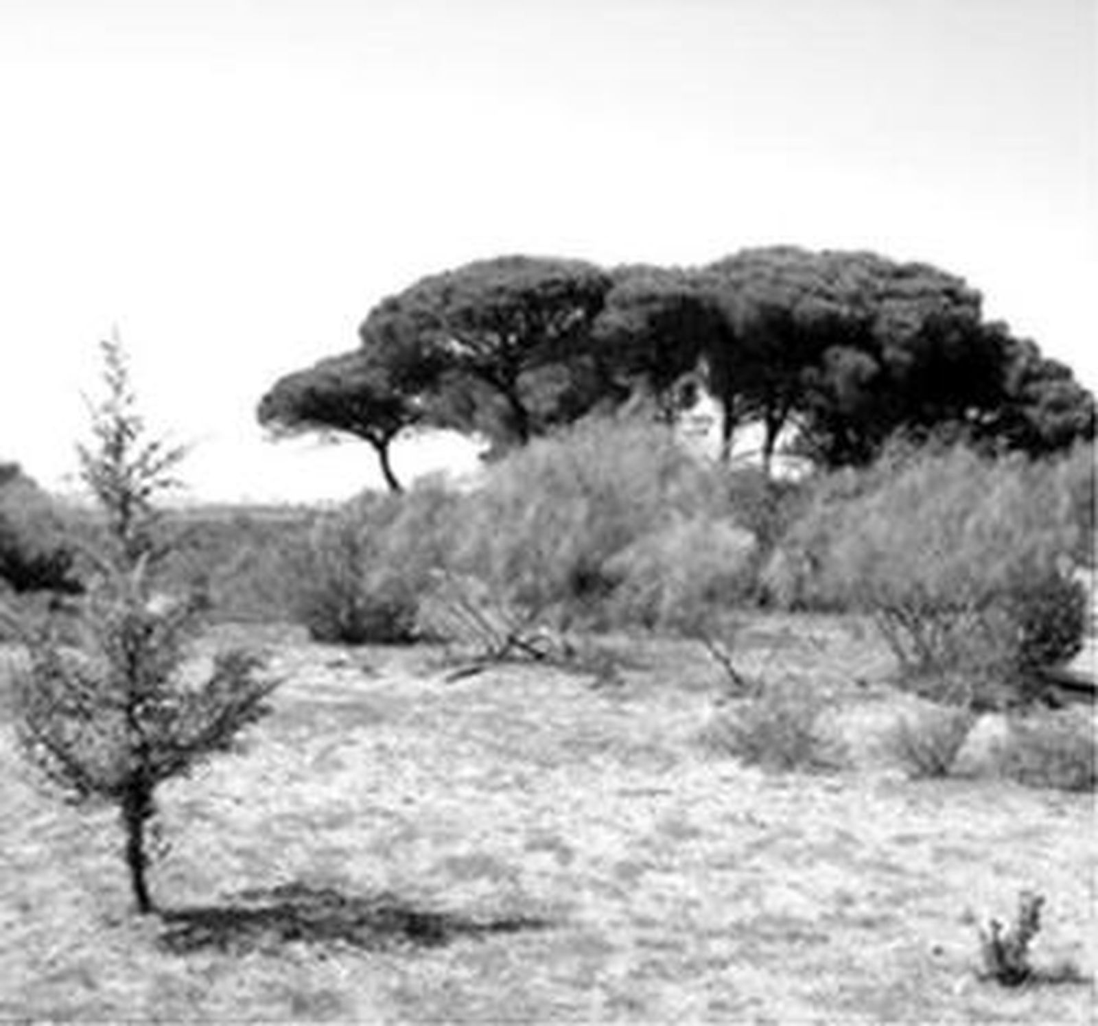 Vista parcial del pinar de la Algaida.