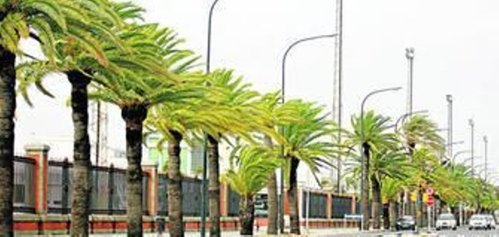 Palmeras azotadas por las fuertes rachas de viento registradas ayer en el capital.