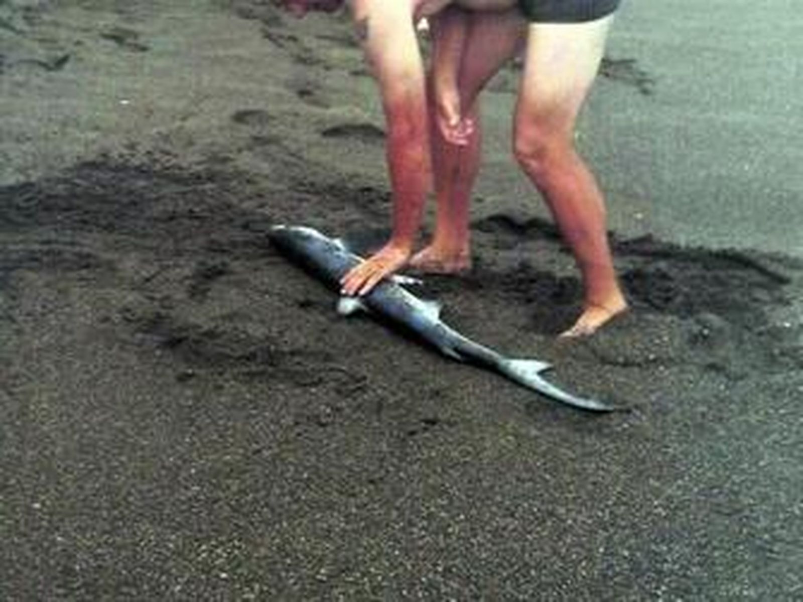 Un bañista junto a la tintorera.