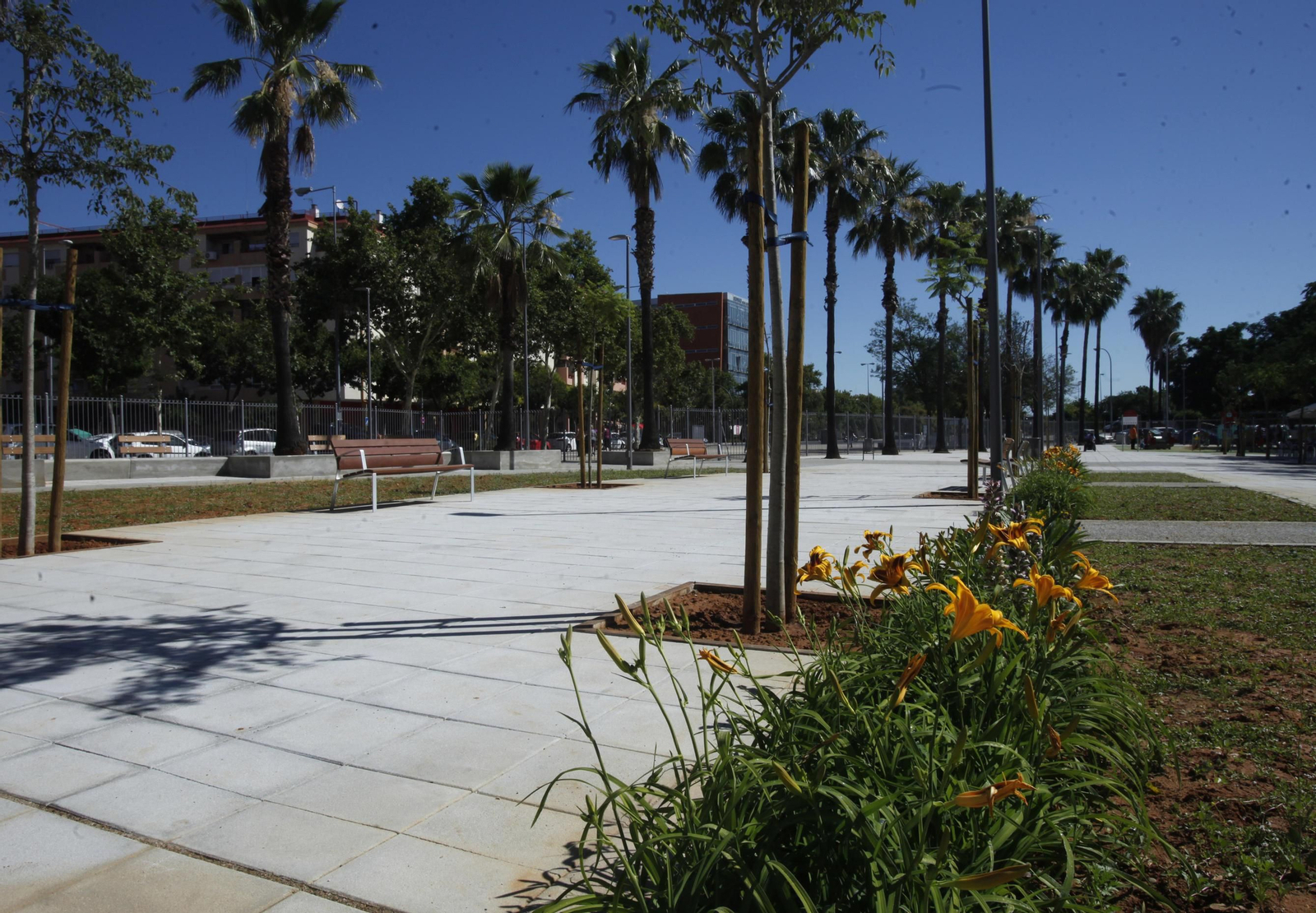 Palmeras en la zona norte del  nuevo jardín de Juan Antonio Cavestany.