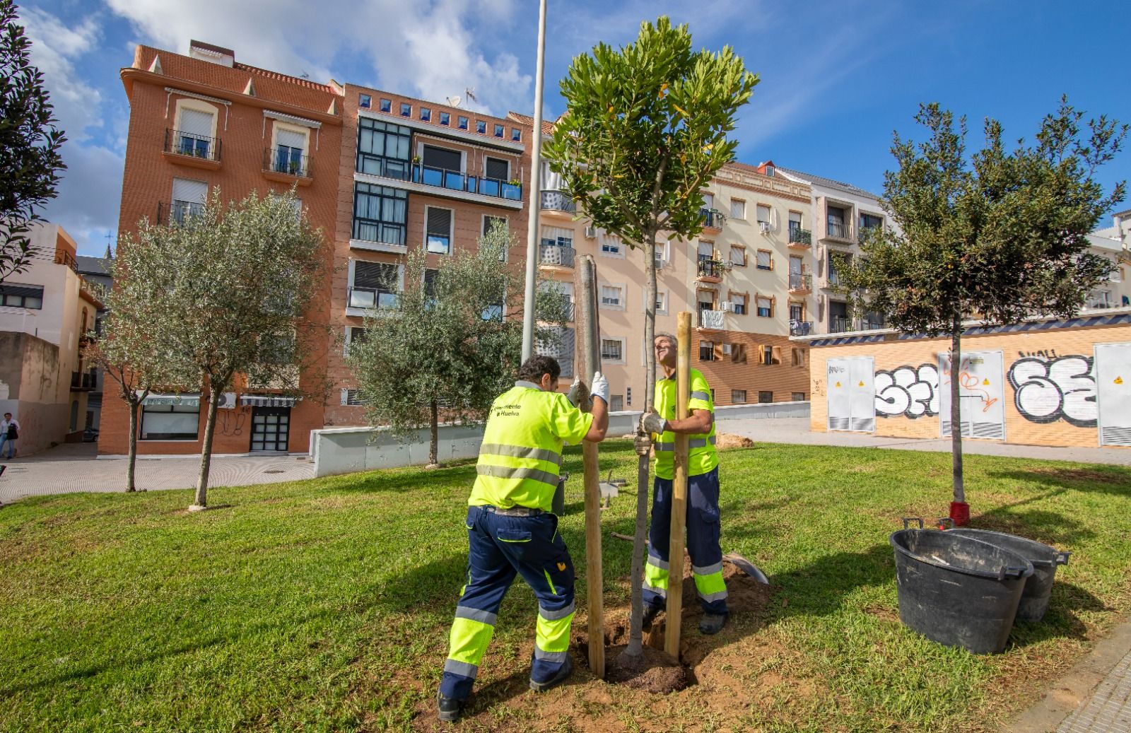Técnicos realizan una plantación de árboles en la ciudad.
