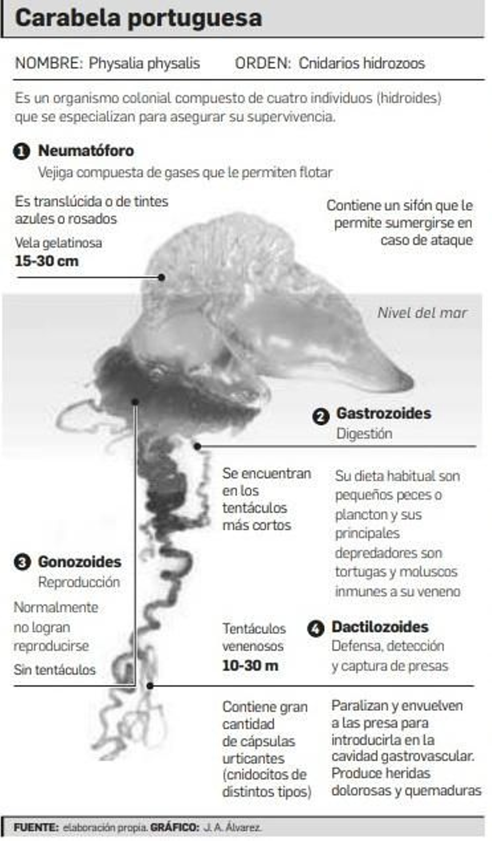 La carabela portuguesa