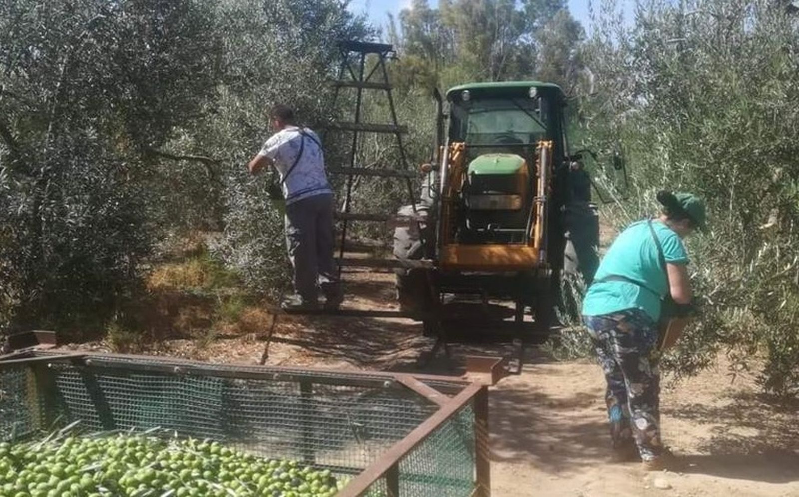 Los temporeros ya cuenta con una normativa 'anticovid'