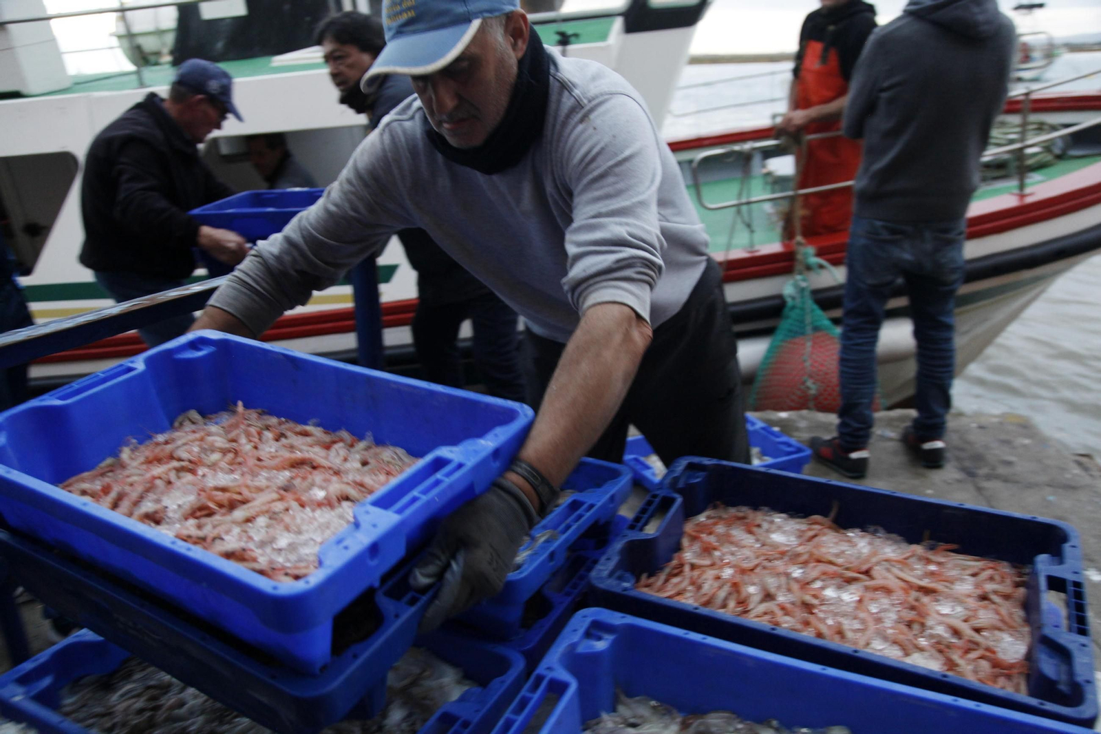 Descarga de gamba blanca en el puerto de Isla Cristina Descarga de gamba blanca en el puerto de Isla Cristina