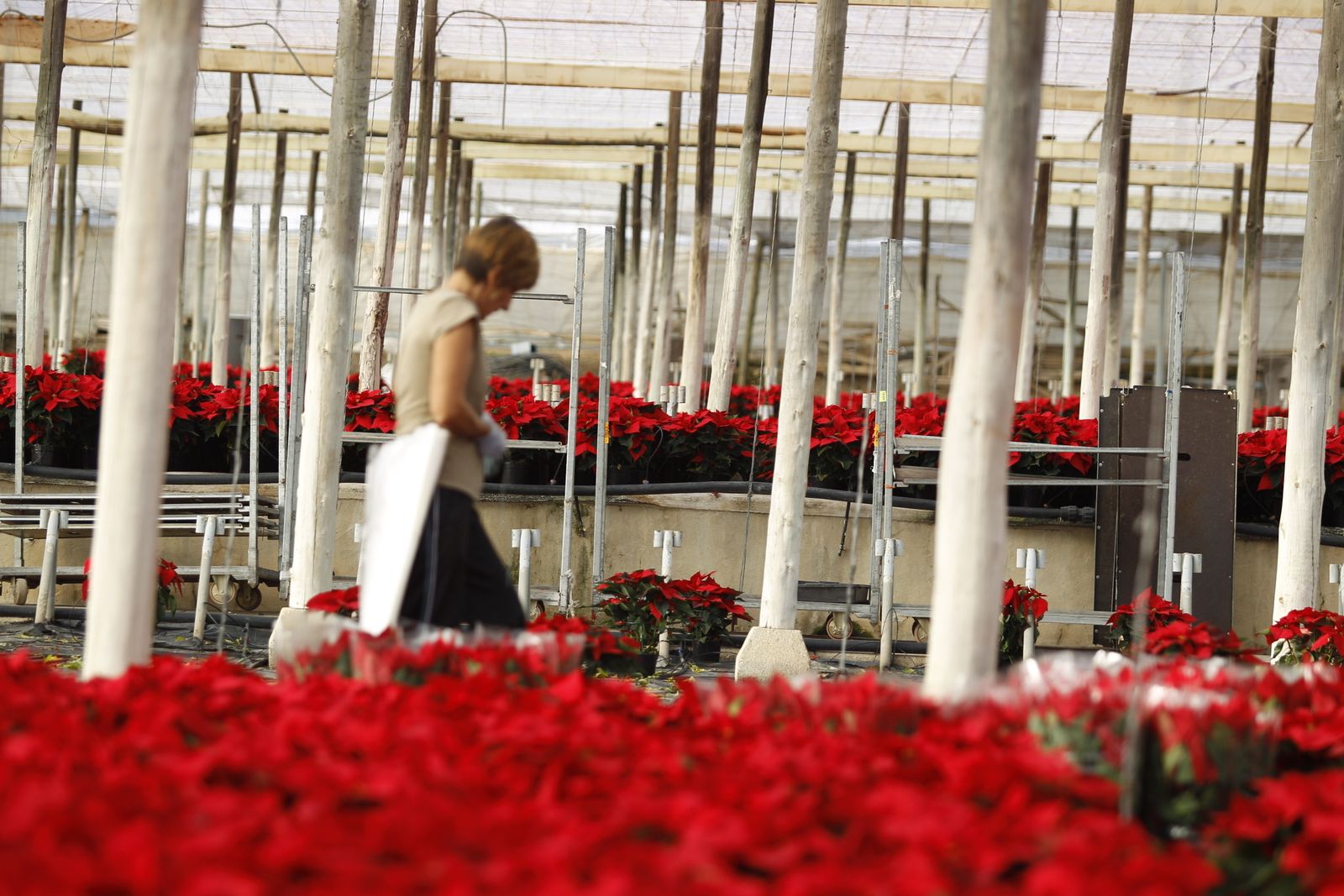 La provincia de Almería es una potencia en planta ornamental en España; en esta época, la producción se centra en Poinsettia, el pascuero de Navidad.