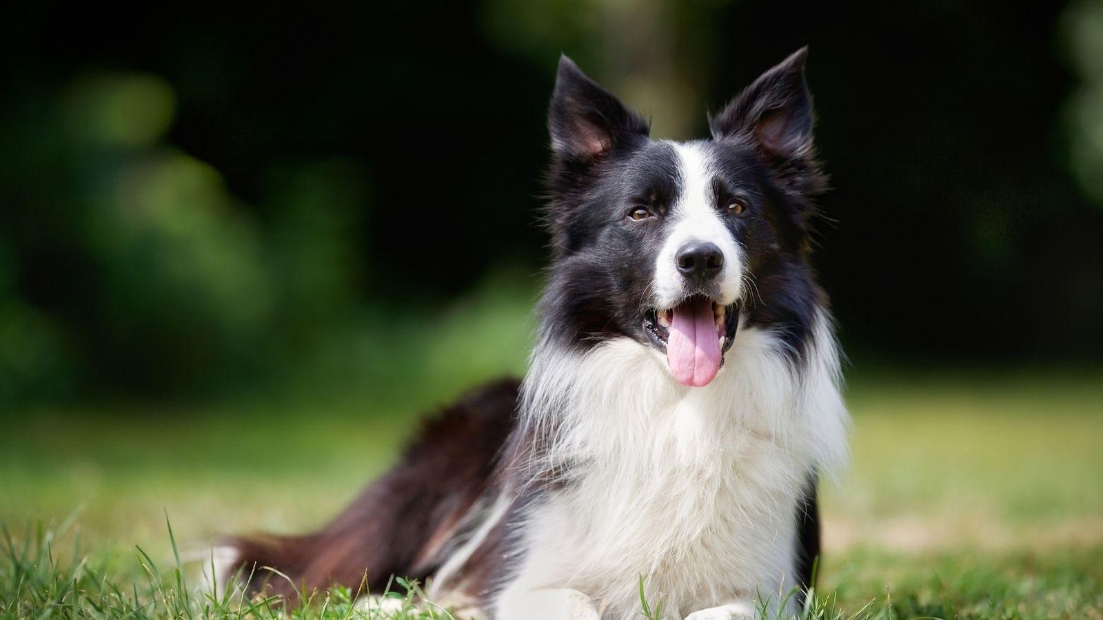 Border Collie negro