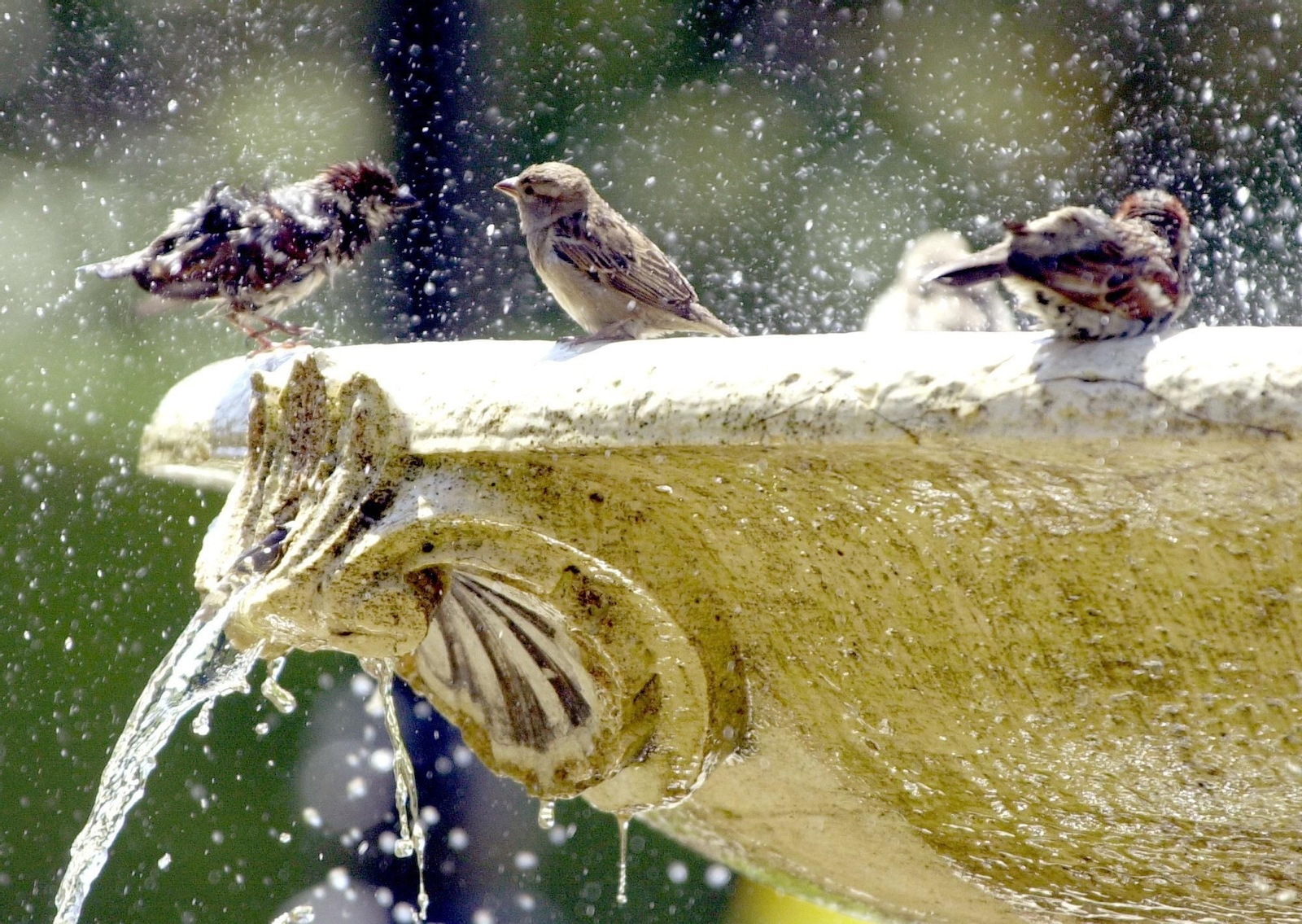 Tres gorriones se refrescan en una fuente.