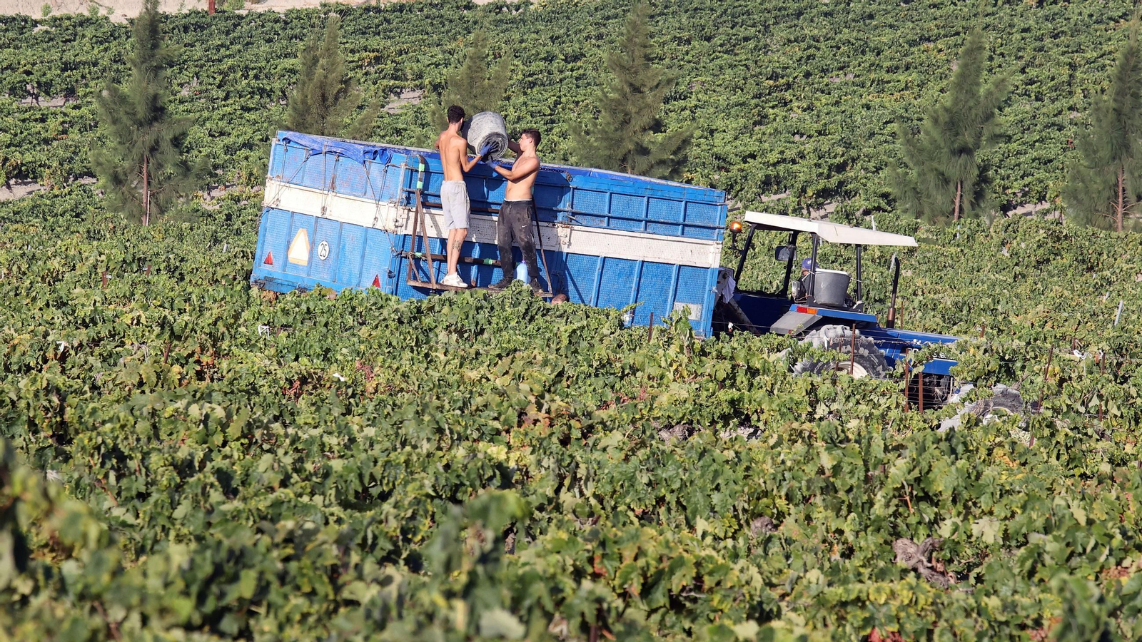 Vendimia de Cayetano del Pino en Jerez