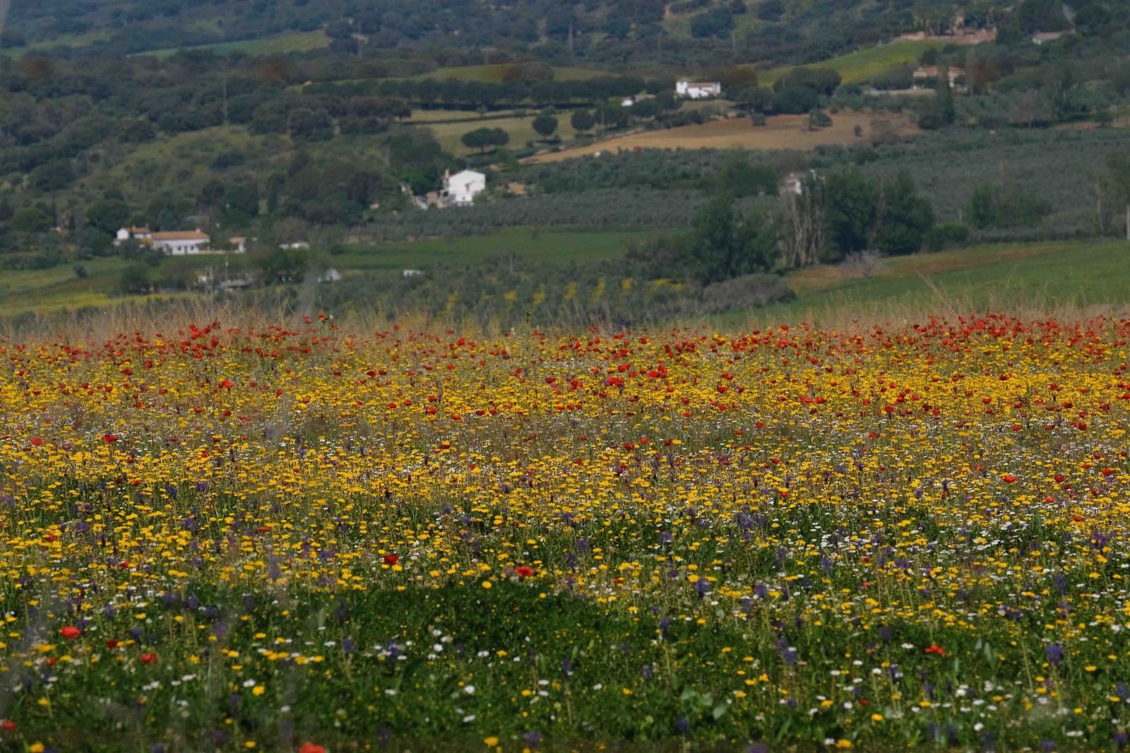 Pradera multicolor situada en el Llano de la Cruz de Ronda