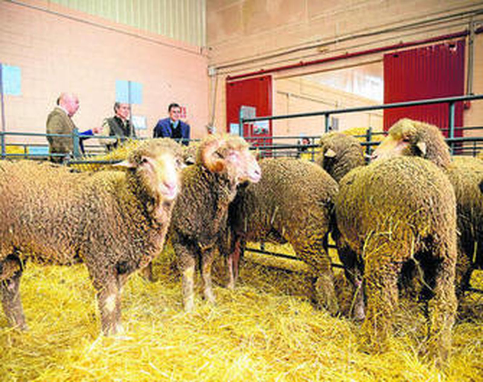 Cabezas de ganado en uno de los expositores de la muestra.