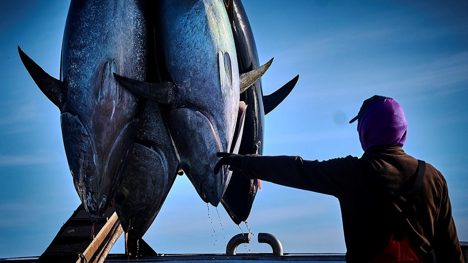 Pesca de atún rojo en el Estrecho.