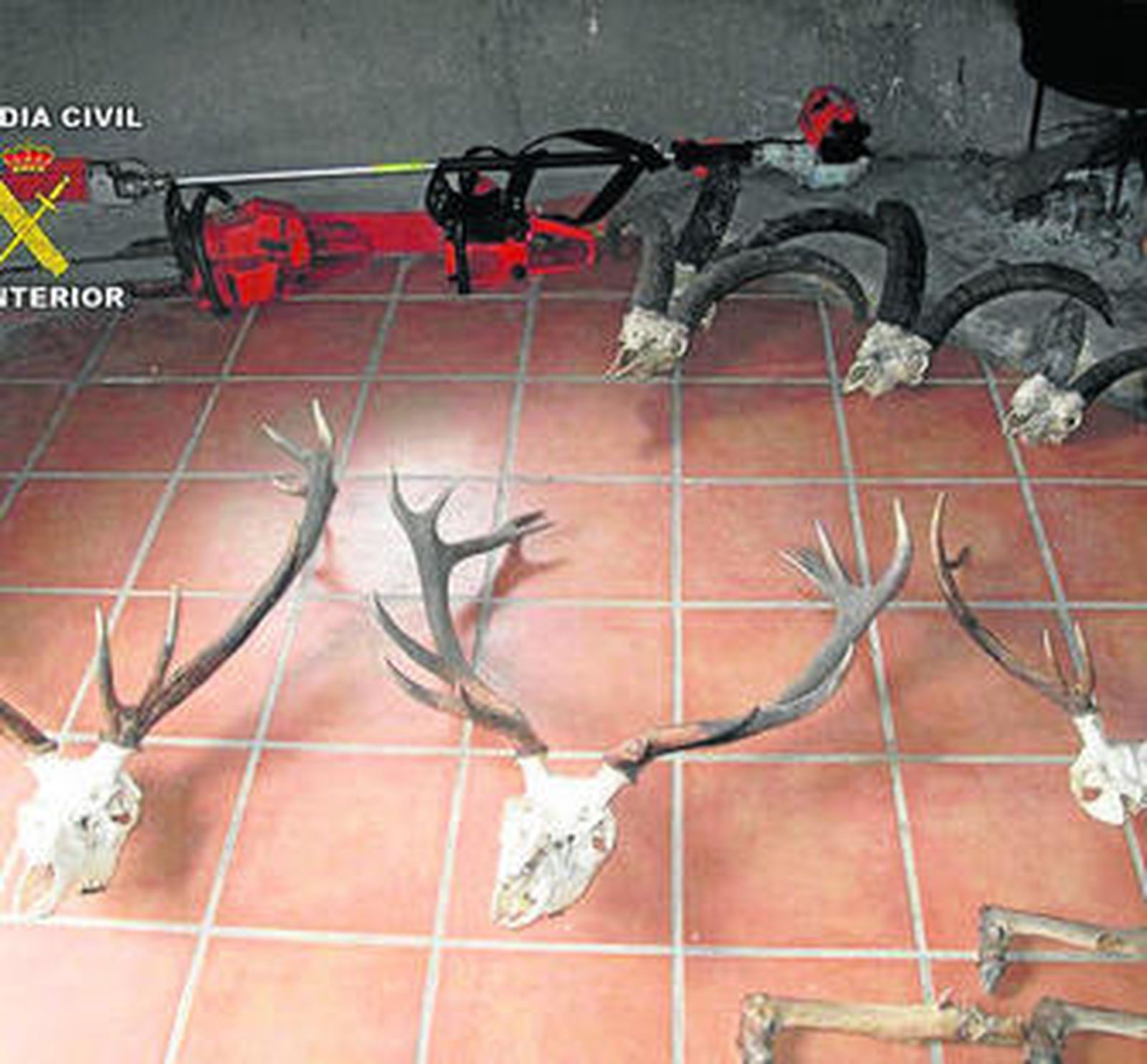 Parte del arsenal de cabezas y piezas de ciervos y jabalíes localizadas.