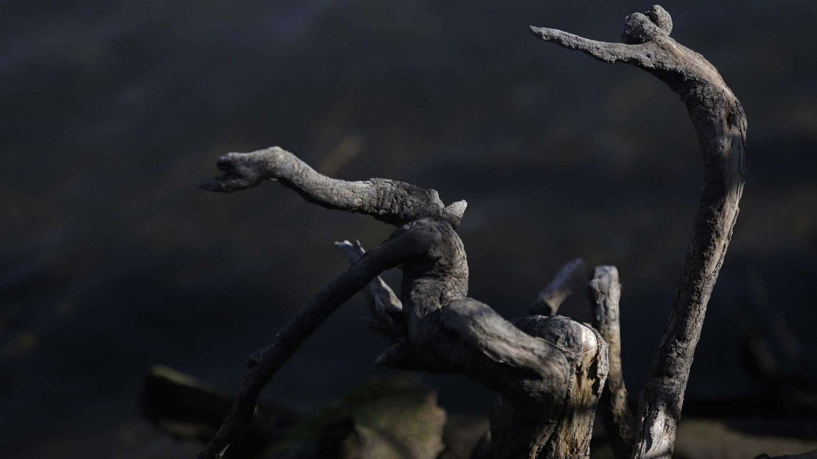 Fotos del estuario del río Guadiaro en San Roque