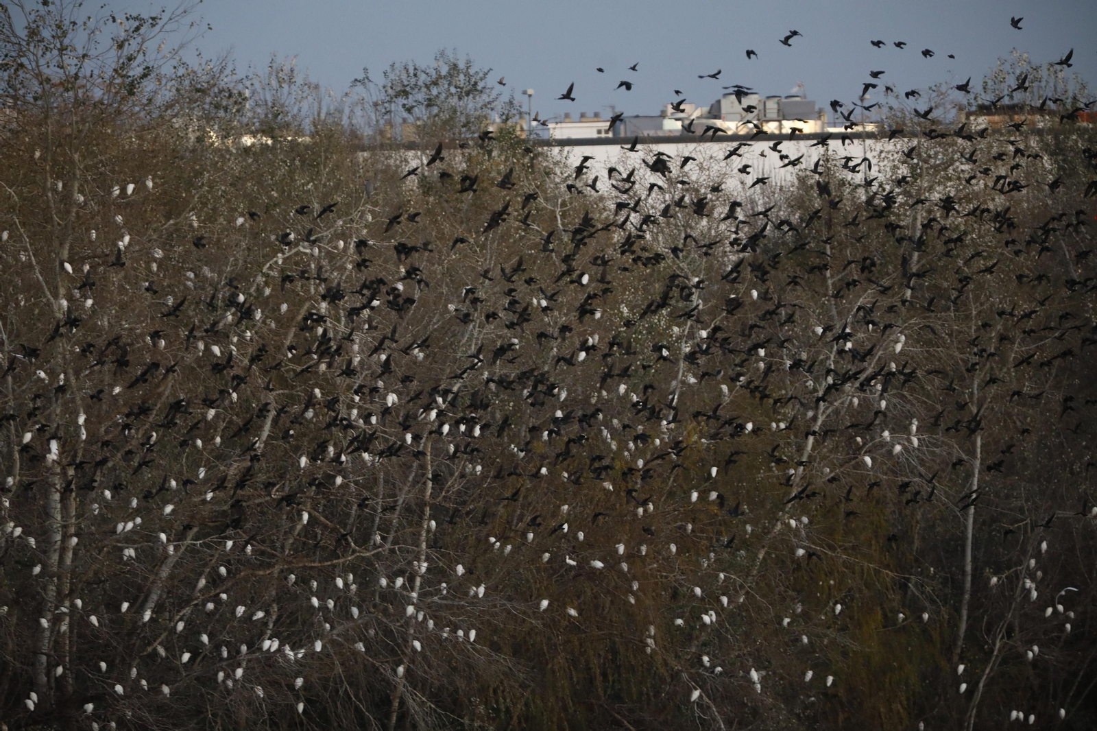 Las aves que habitan en Los Sotos de la Albolafia de Córdoba, en fotografías