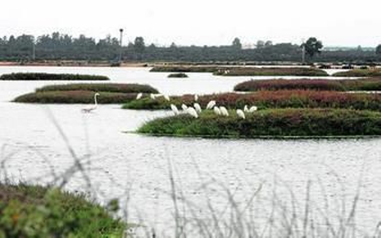 Distintos ejemplares de aves en el Paraje Natural Marismas del Odiel.