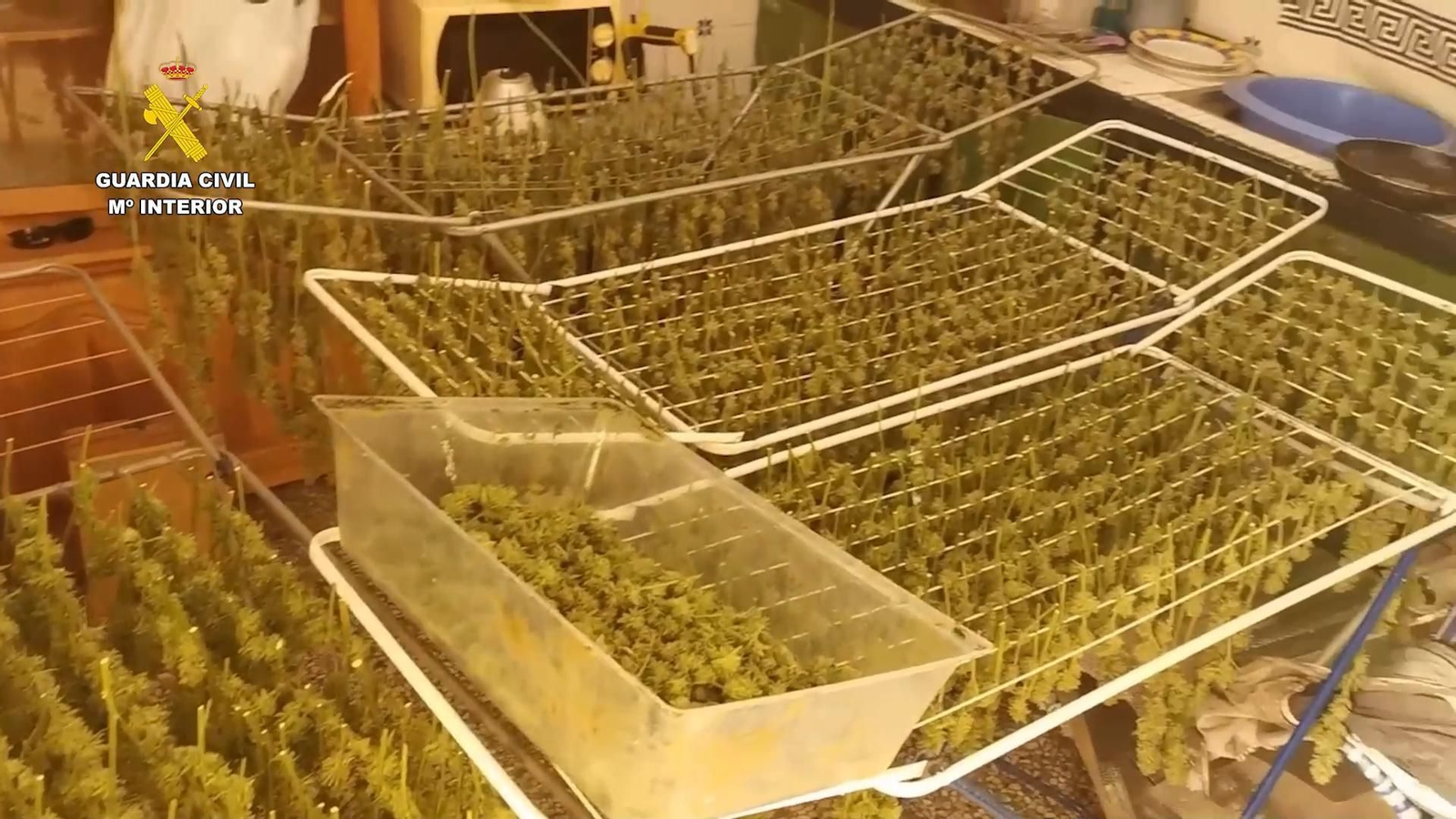 Operación para la intervención de las plantas de marihuana.