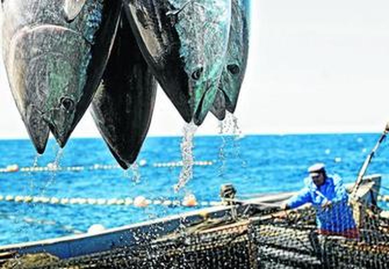 Una grúa levanta varios ejemplares de atún rojo en la almadraba de Barbate, en una imagen de archivo.