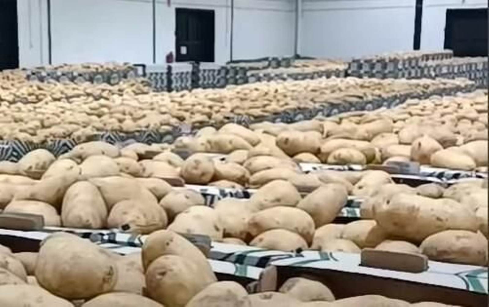 El Ayuntamiento inició en marzo pasado los trámites para registrar la marca Patatas de Sanlúcar.