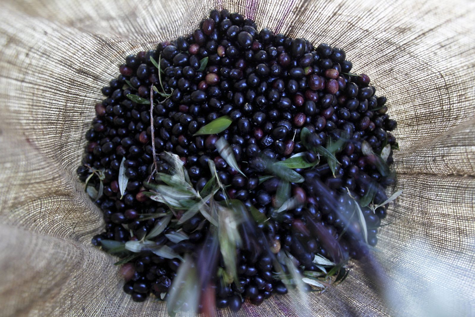 El cultivo de olivar en la Sierra de Cádiz o, incluso, en Jaén, no tendrán espacio cuando la cosecha de intensivo se normalice.