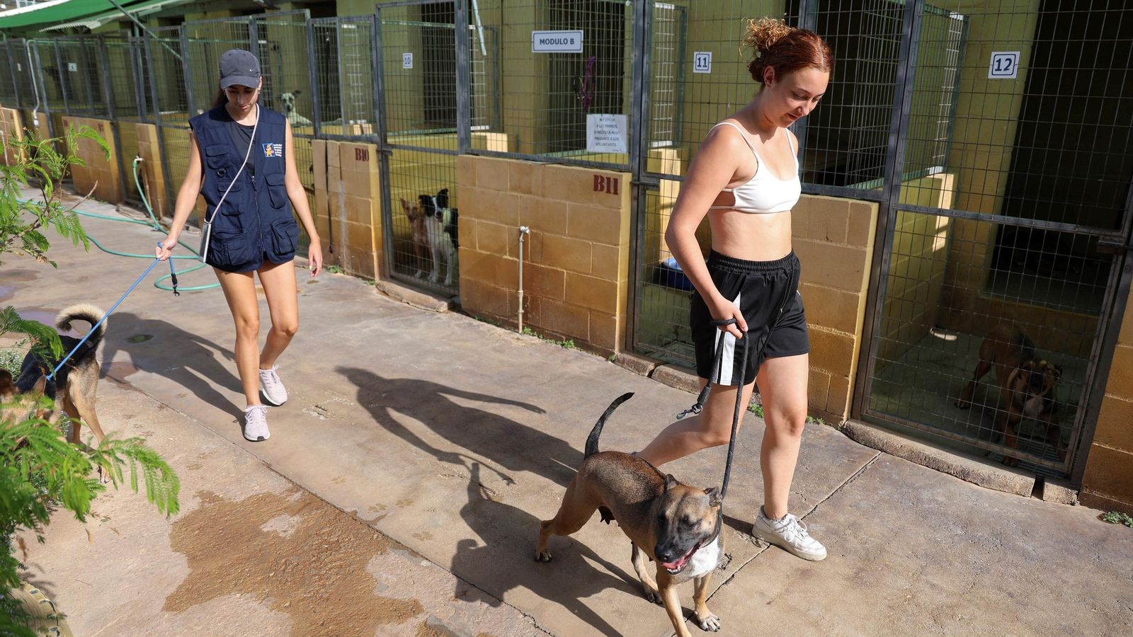 Los perros que buscan familia en la protectora de Animales de Málaga