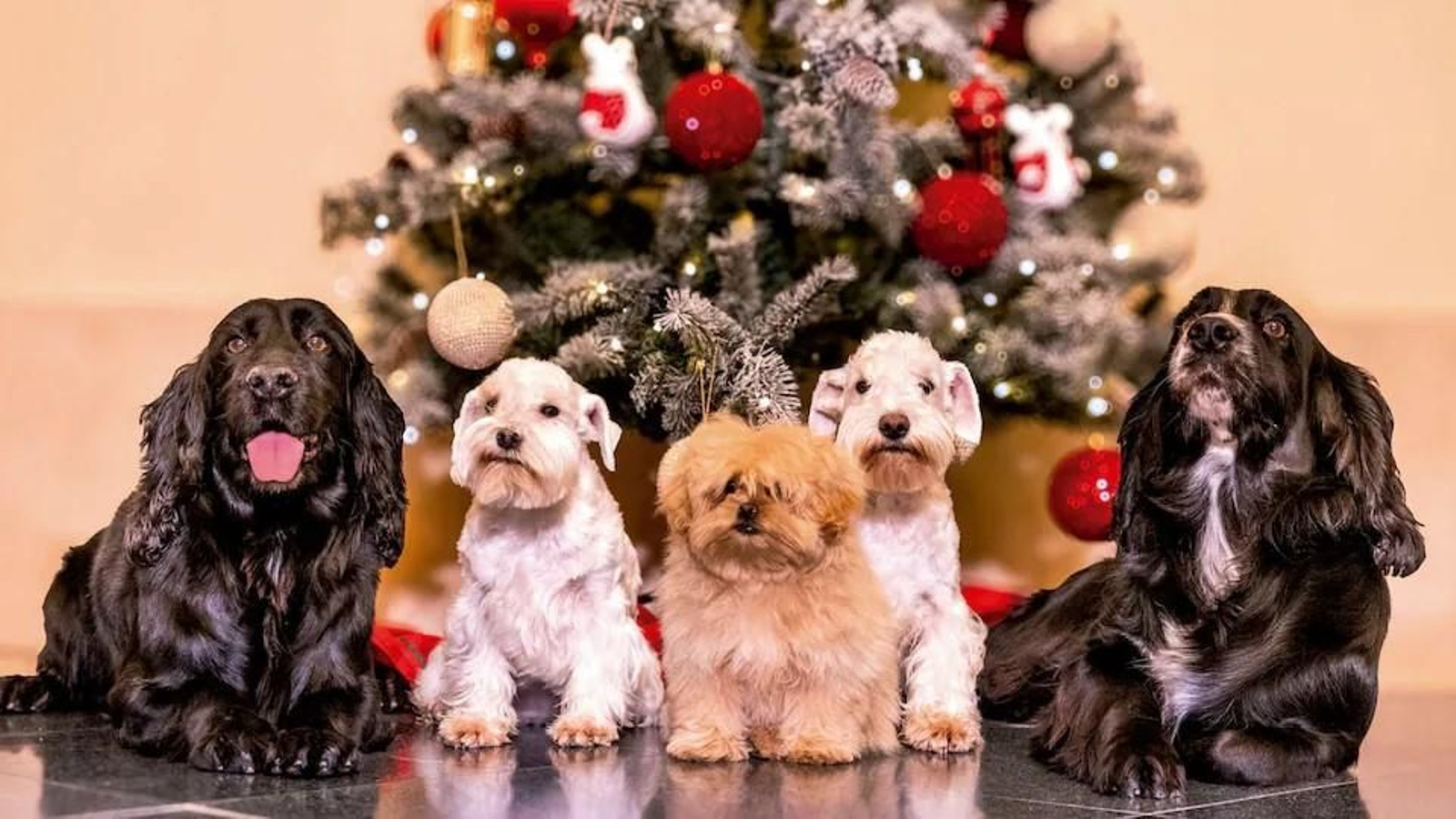 La felicitación navideña de los reyes eméritos con las cinco mascotas de doña Sofía