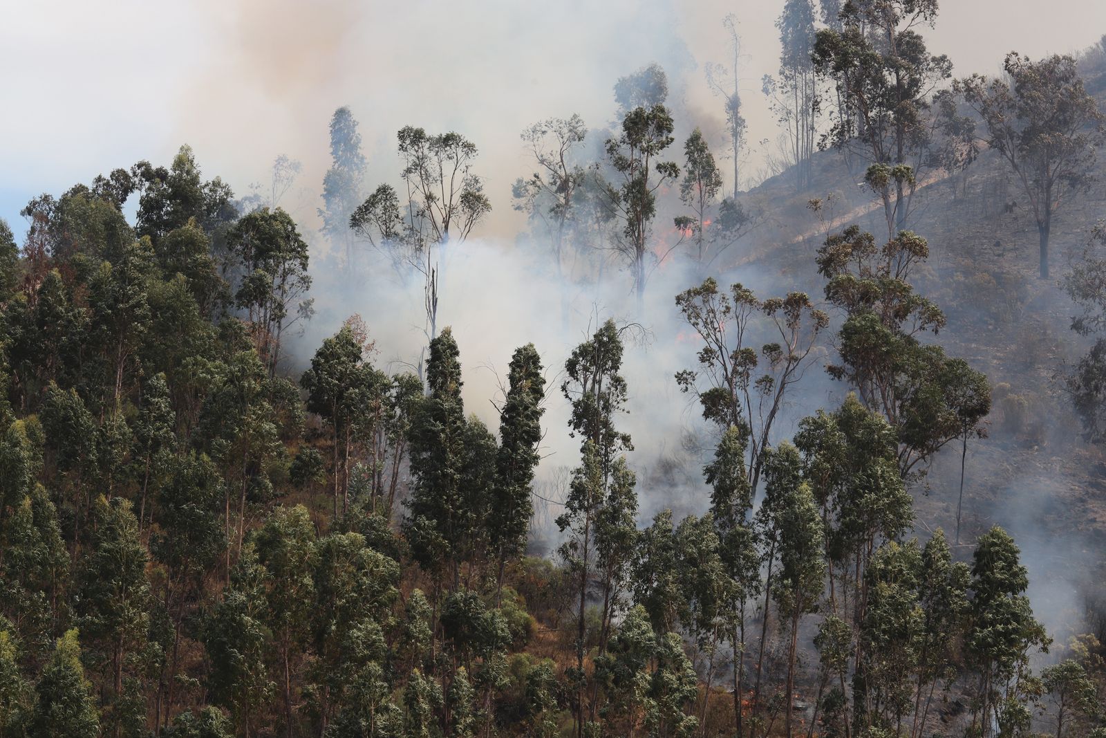 Imágenes de la devastación que deja a su paso el incendio de Almonaster la real.