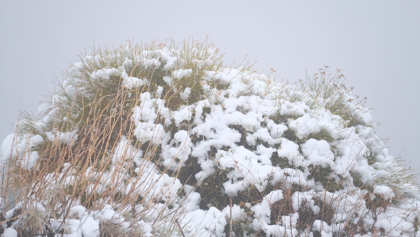 Fotogalería nevada en la Provincia de Almería