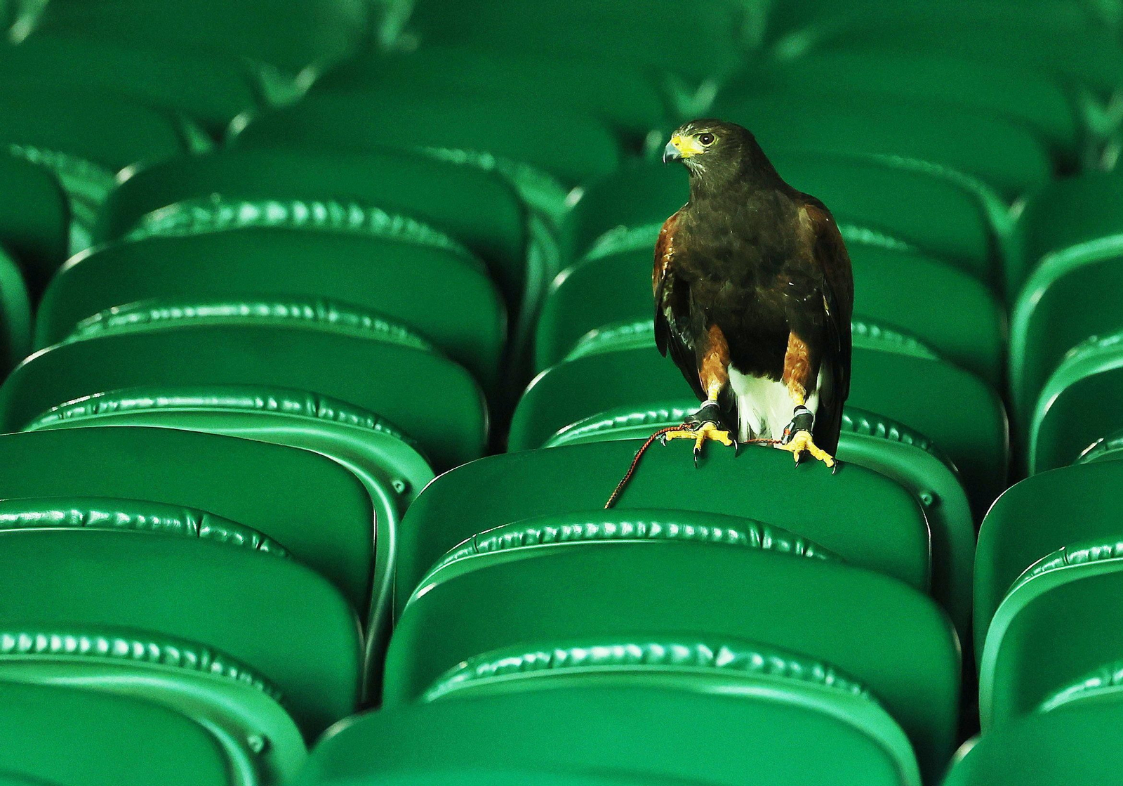 La primera jornada de Wimbledon (1).jpg