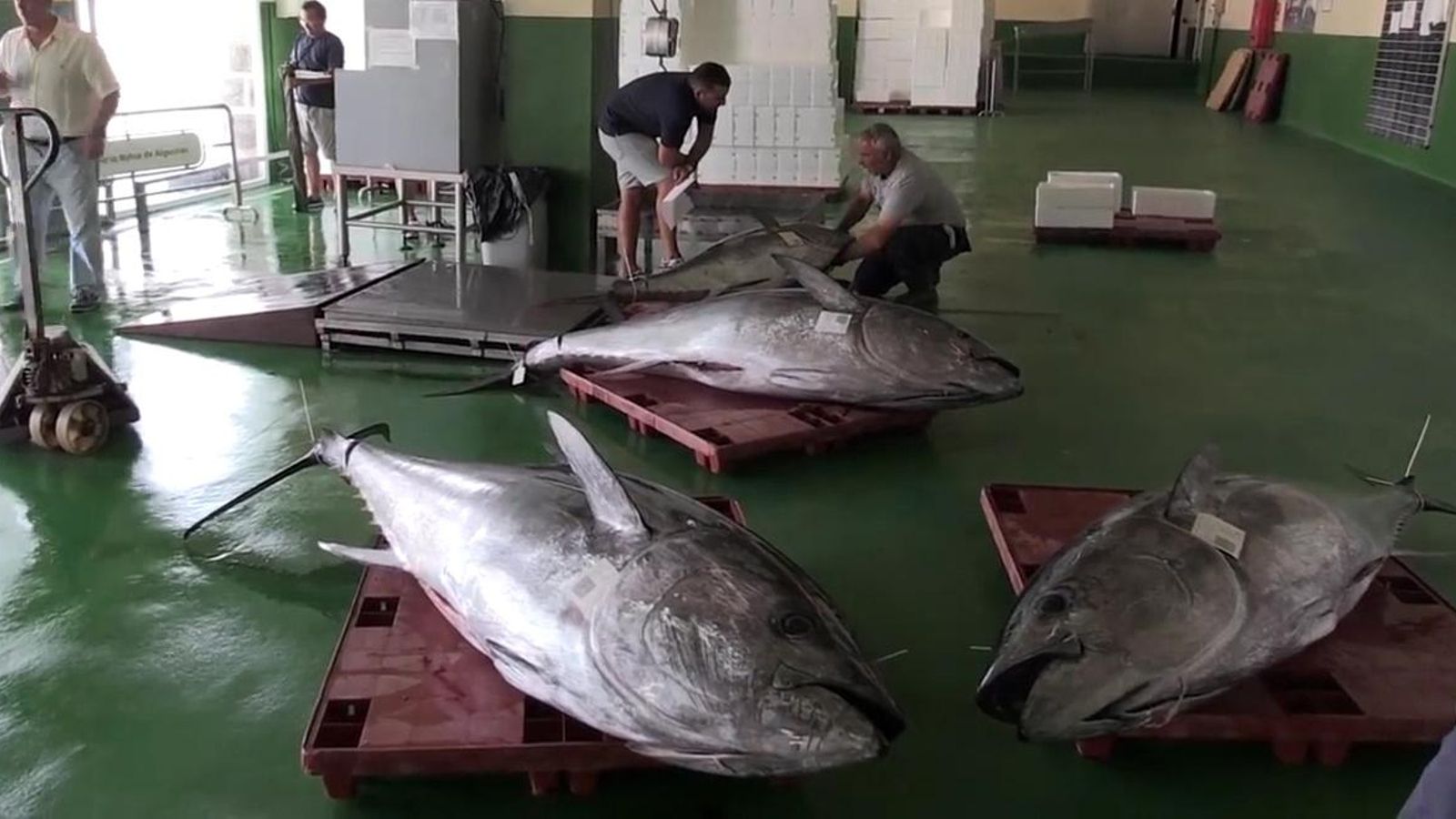 Las tres capturas, ya en la lonja, de una fructífera jornada de pesca