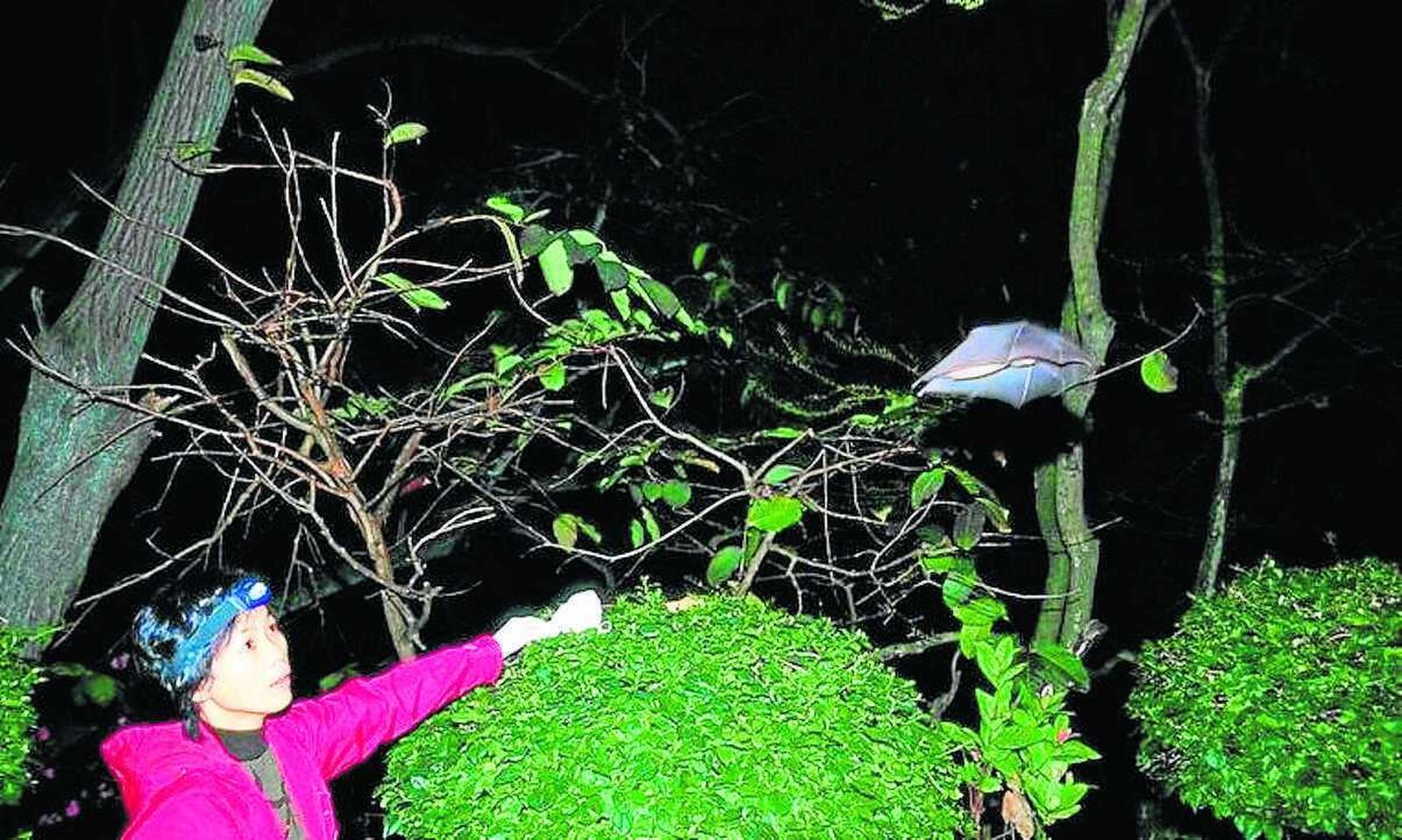 La viróloga Shi Zhengli libera un murciélago de una cueva china tras sacarle sangre, en 2004.