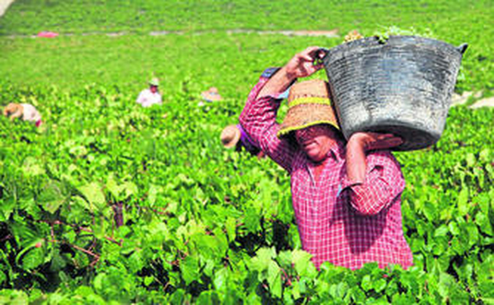 Imagen retrospectiva de un vendimiador portando por el carril una canasta con los racimos de uva que acaba de vendimiar en el pago de Gibalbín.