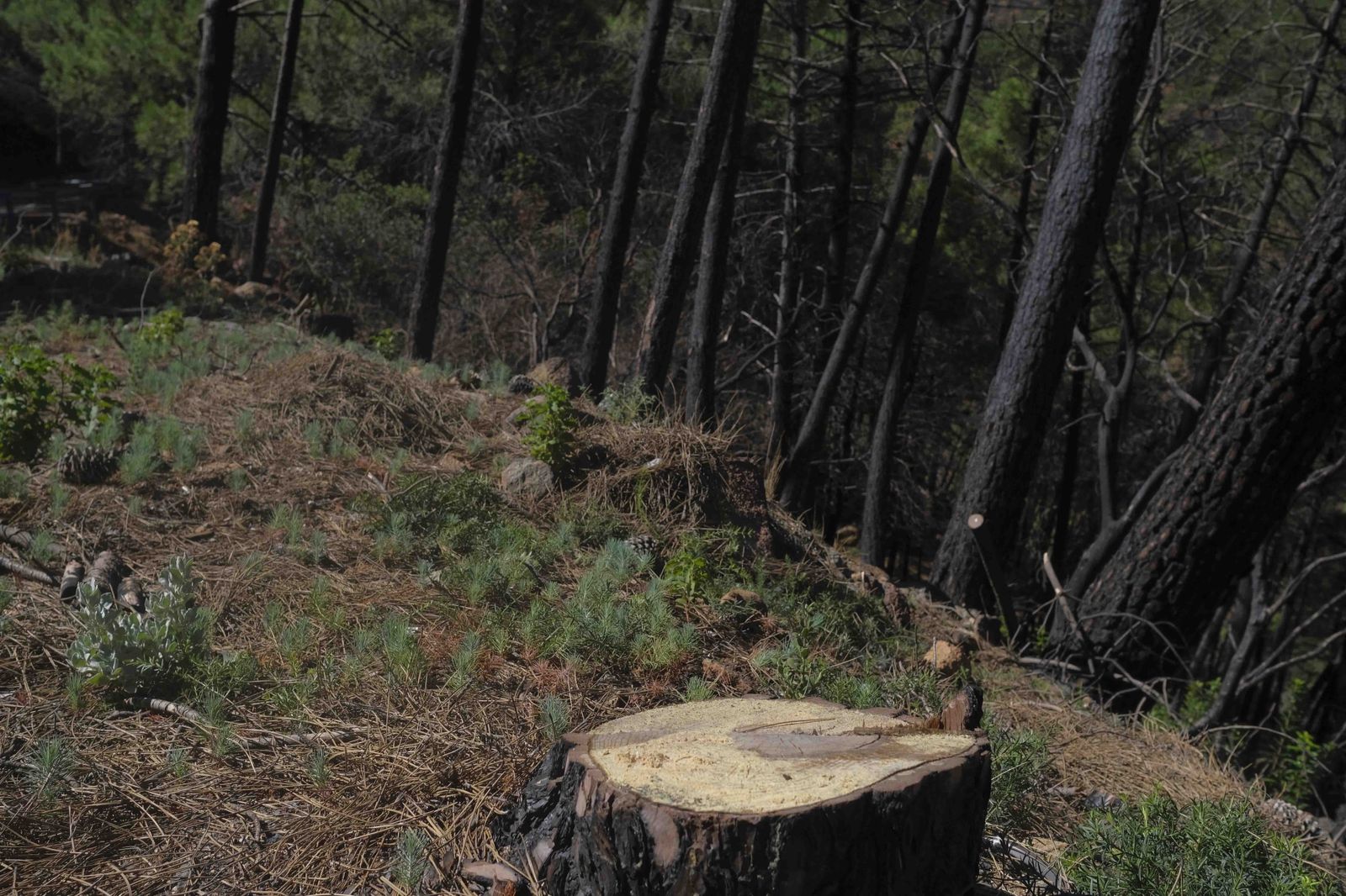 Un año del gran incendio de Sierra Bermeja, en fotos.